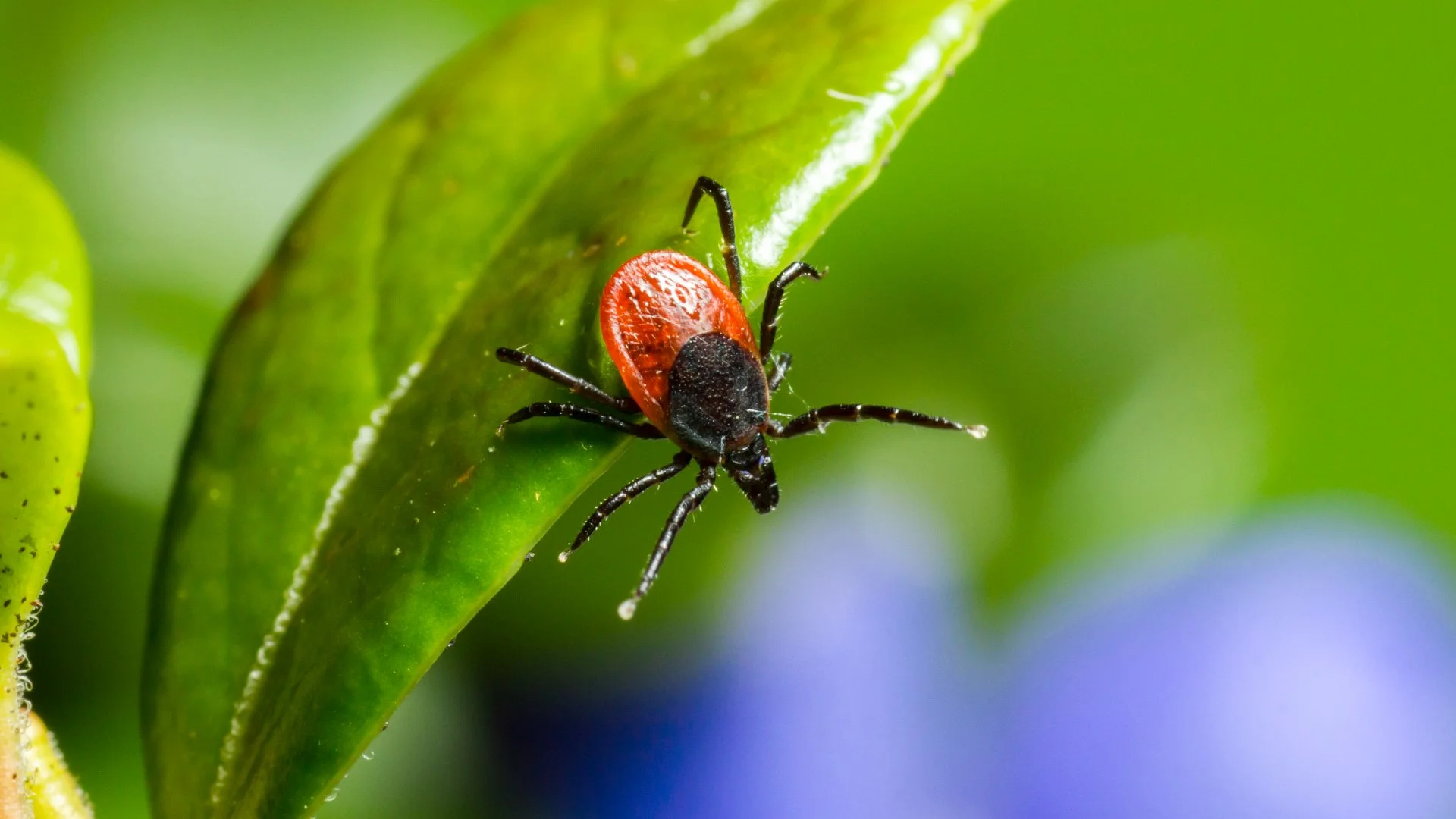 4 Common Ticks to Look Out for in Memphis, TN