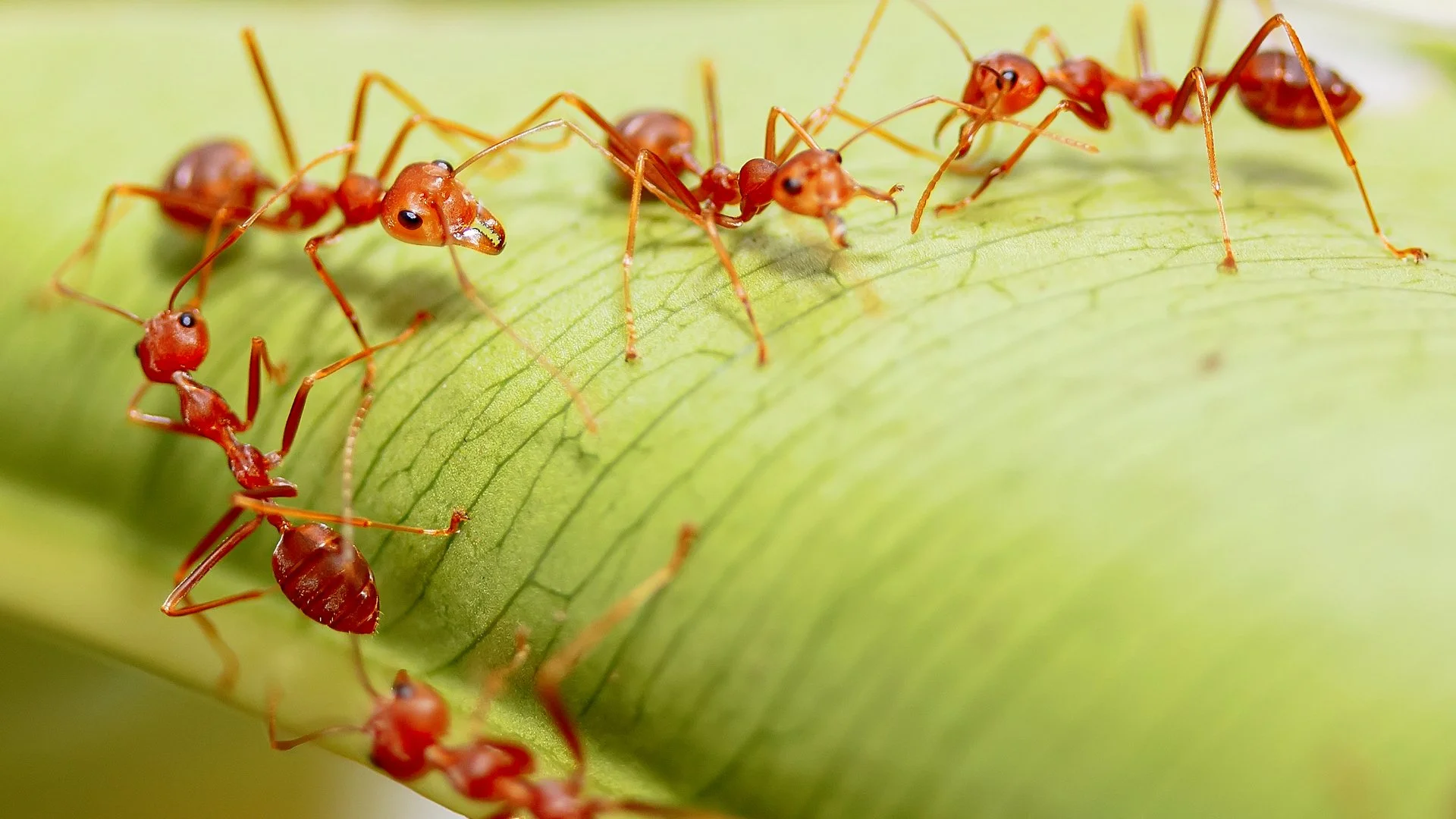 3 Signs That Indicate the Ant Mounds in Your Lawn Are Fire Ant Mounds!