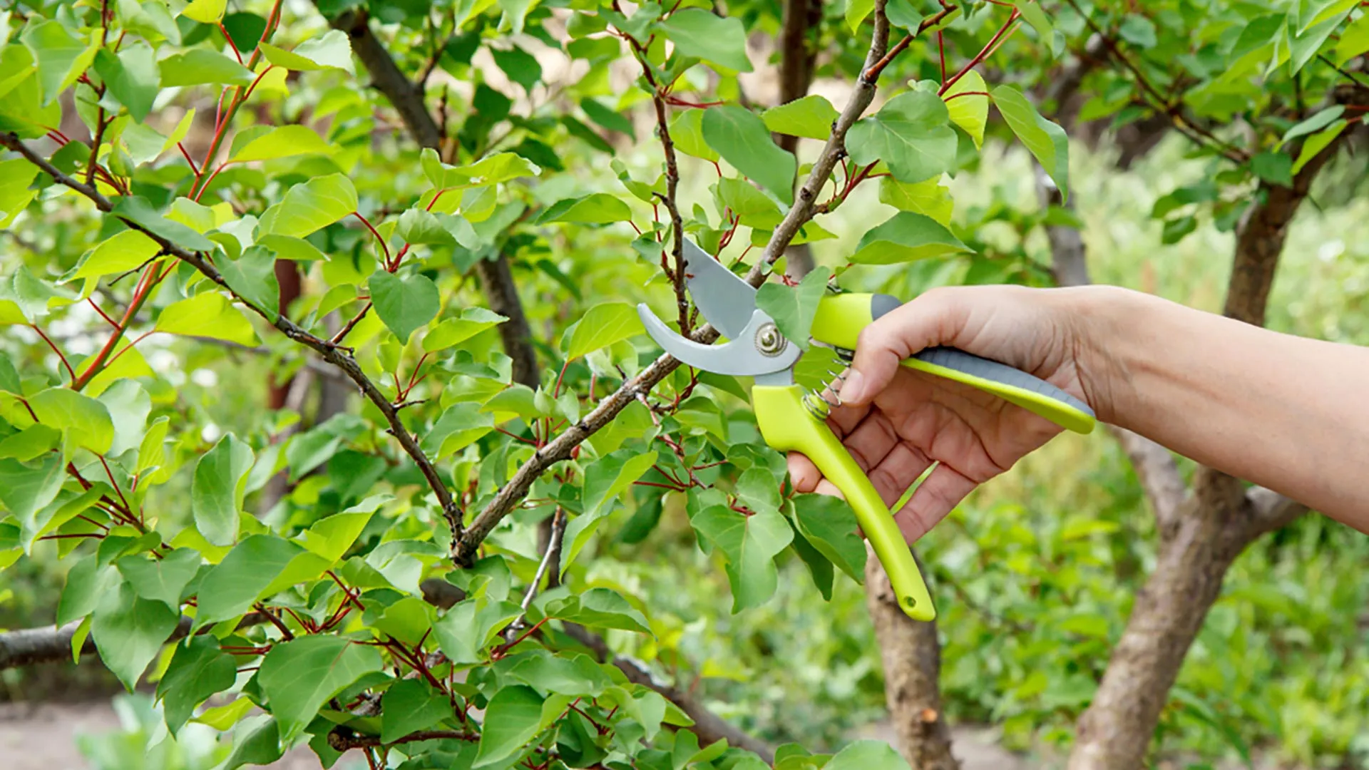 How to Keep Your Trees & Shrubs Thriving Throughout the Year