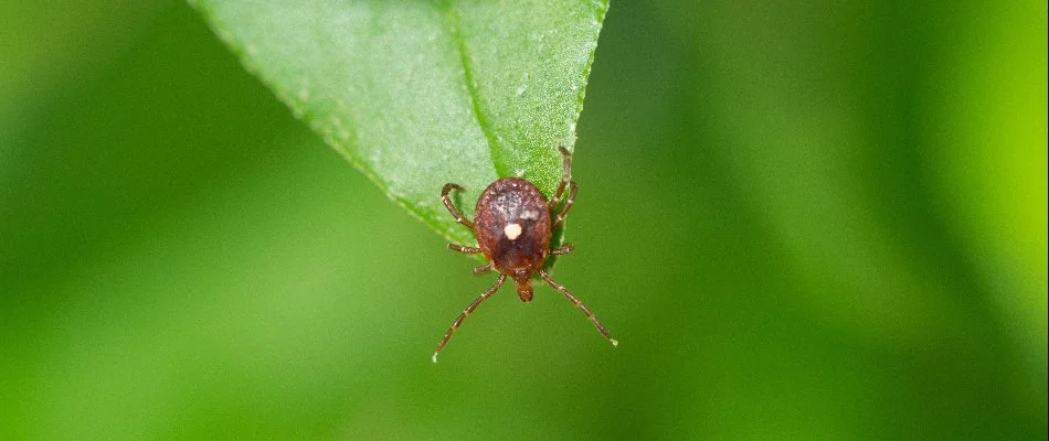 A lone star tick on the leaf of a plant in Memphis, TN.