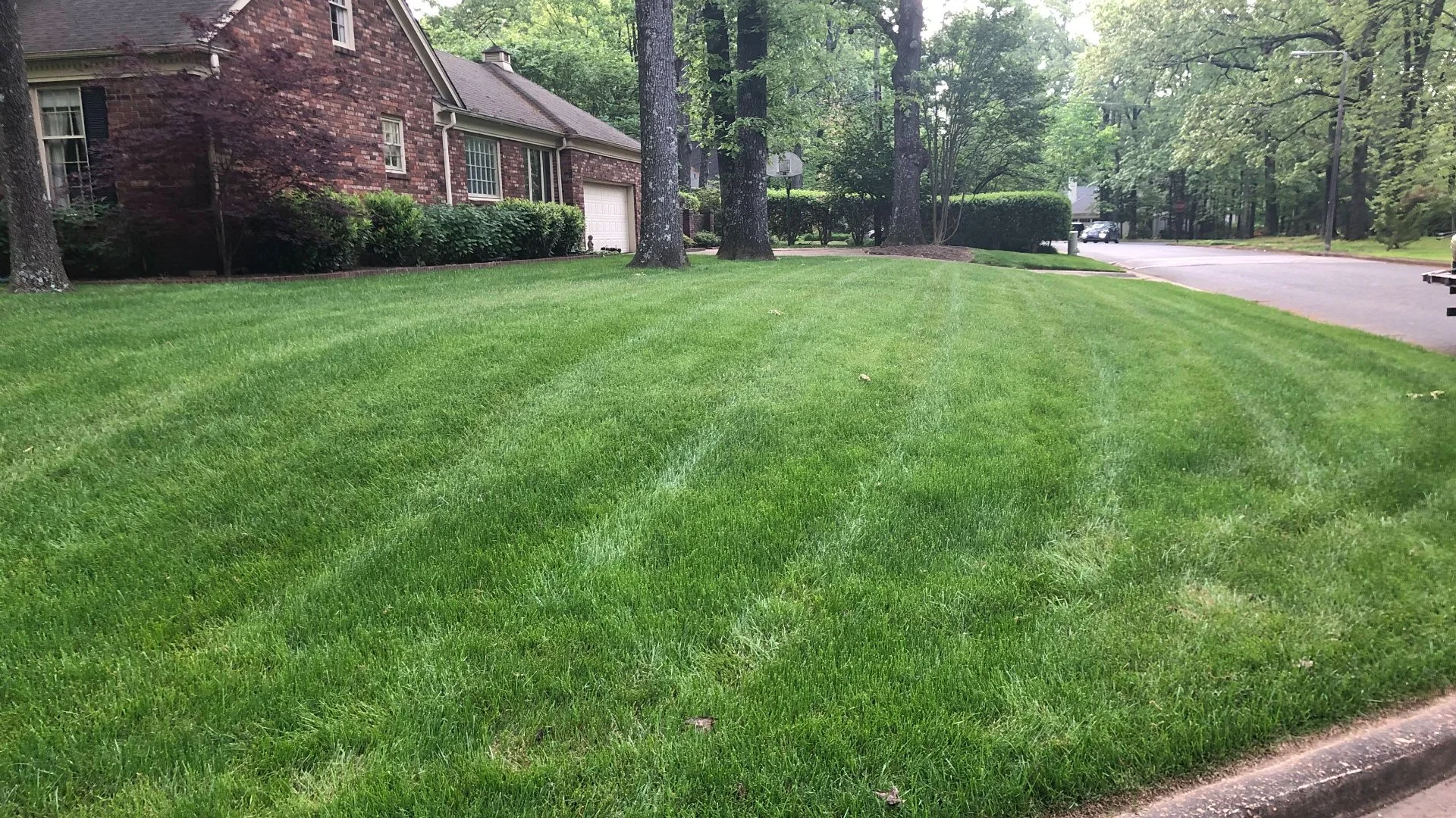 How to Protect Your Lawn From Diseases