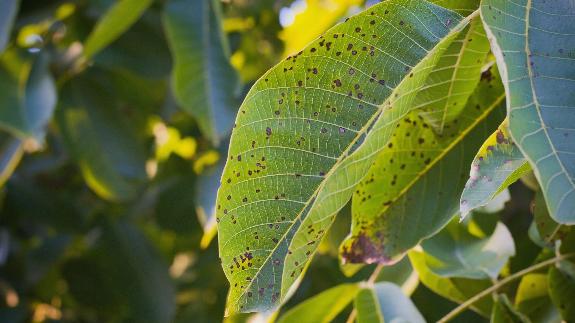 Anthracnose Is a Harmful Plant Disease to Know About!