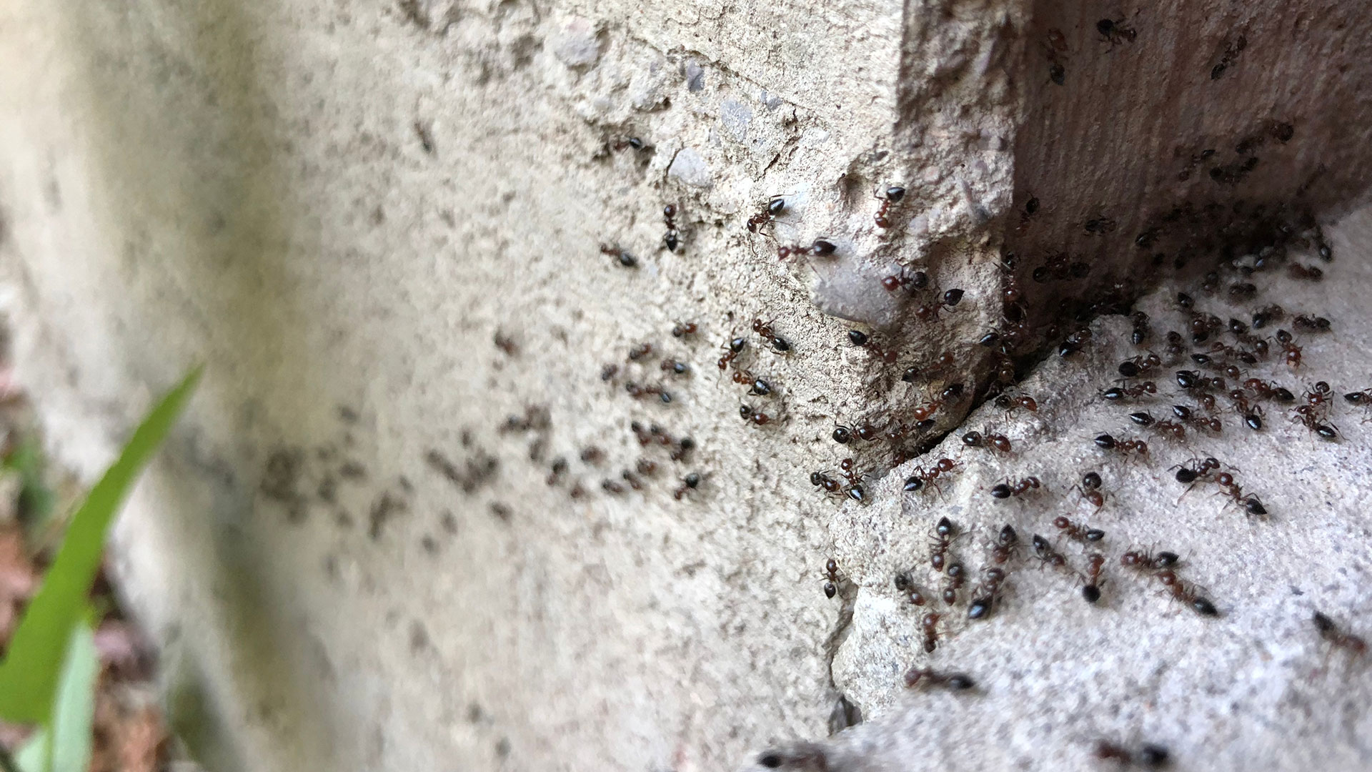 Ants invading a home in Memphis, TN.
