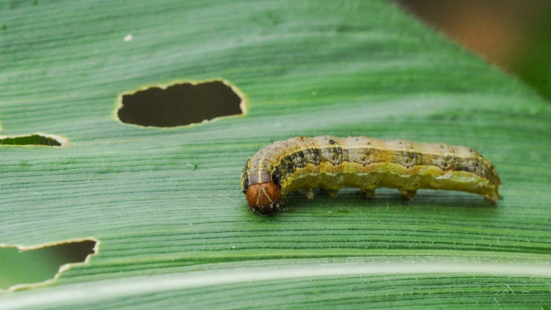 Armyworms or Grubs - Which of These Insects Is Destroying Your Lawn?