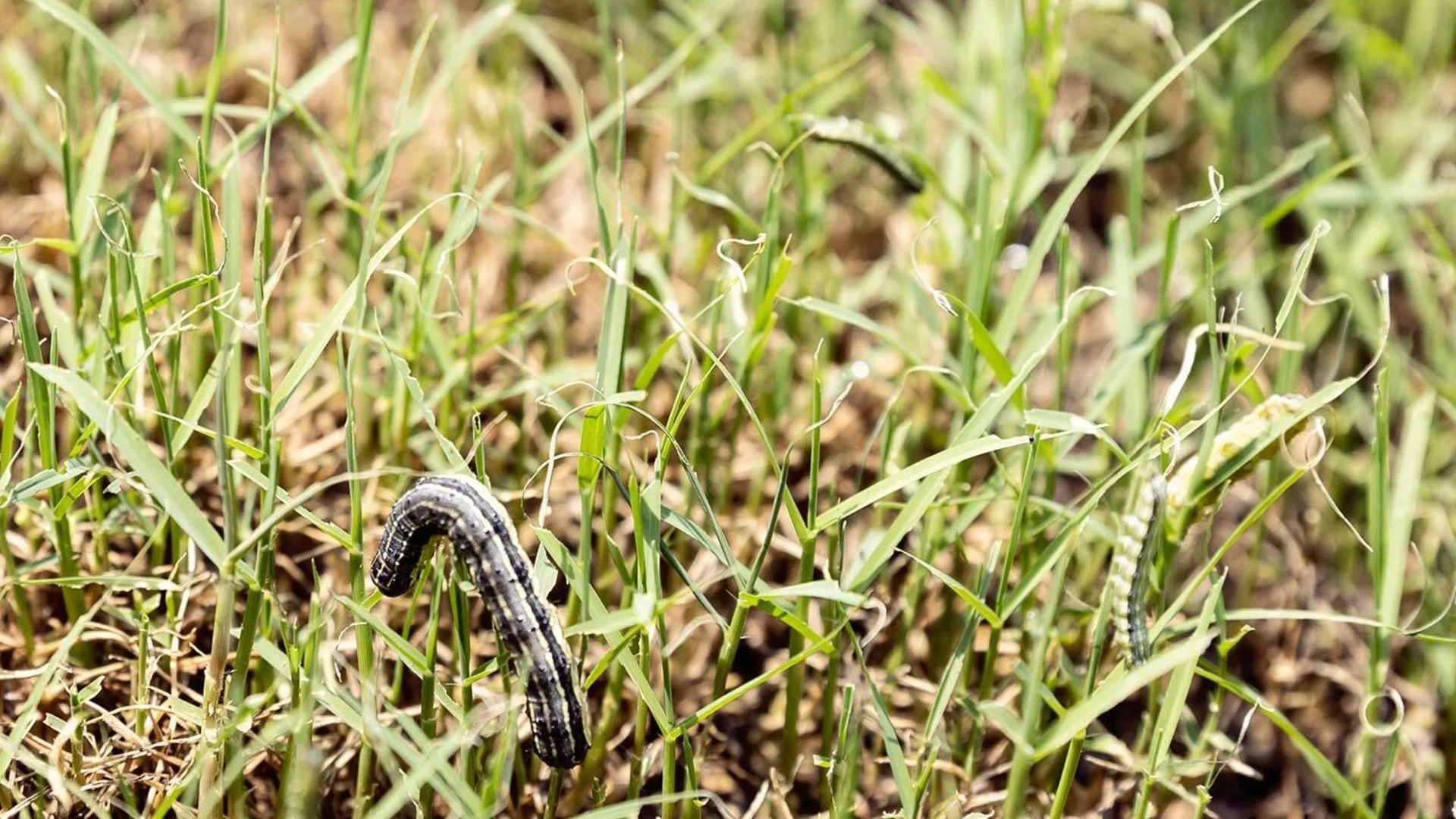 Have Armyworms Infested Your Lawn? Here’s What You Should Do!