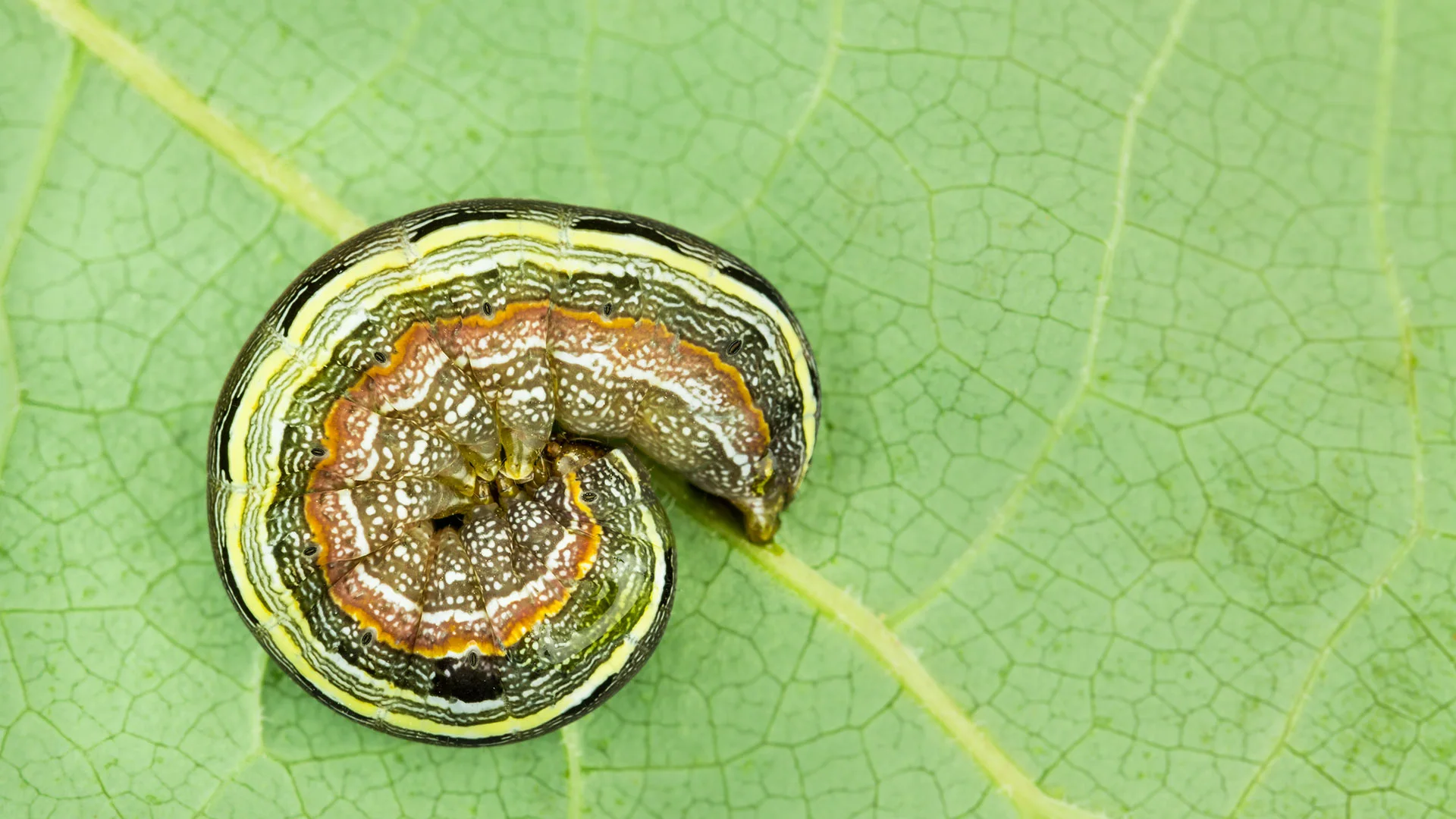 A closeup of an armyworm on a leaf by a home in Germantown, TN.