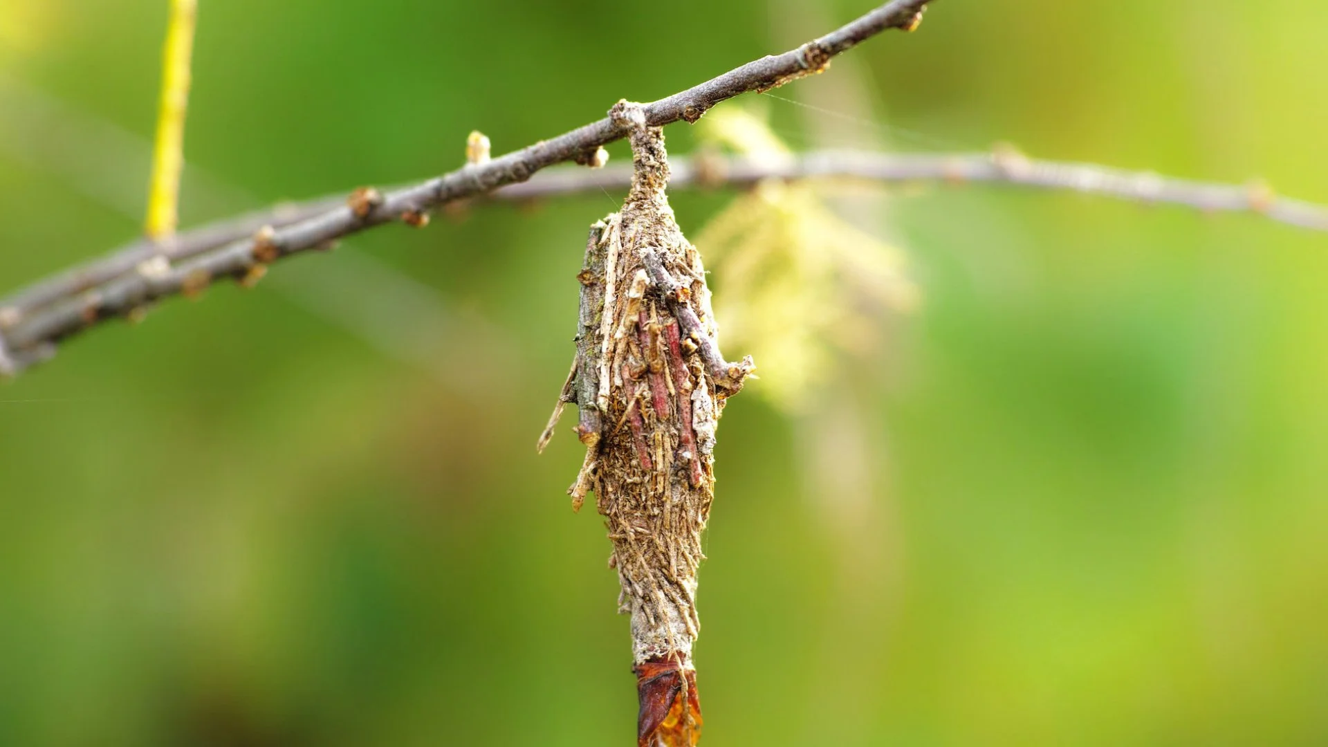 Insects That Can Damage Your Trees & Shrubs & How to Deal With Them