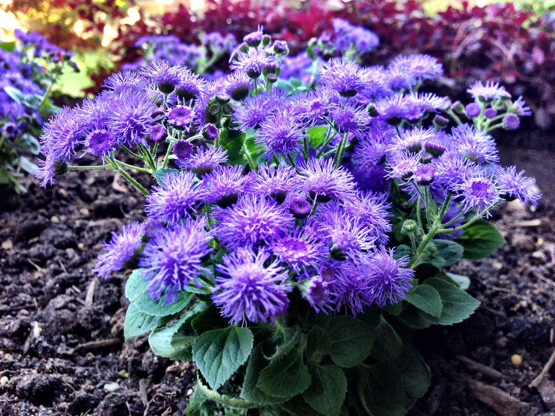 Bright purple flowers blooming in a newly renovated landscape bed near Memphis, TN.