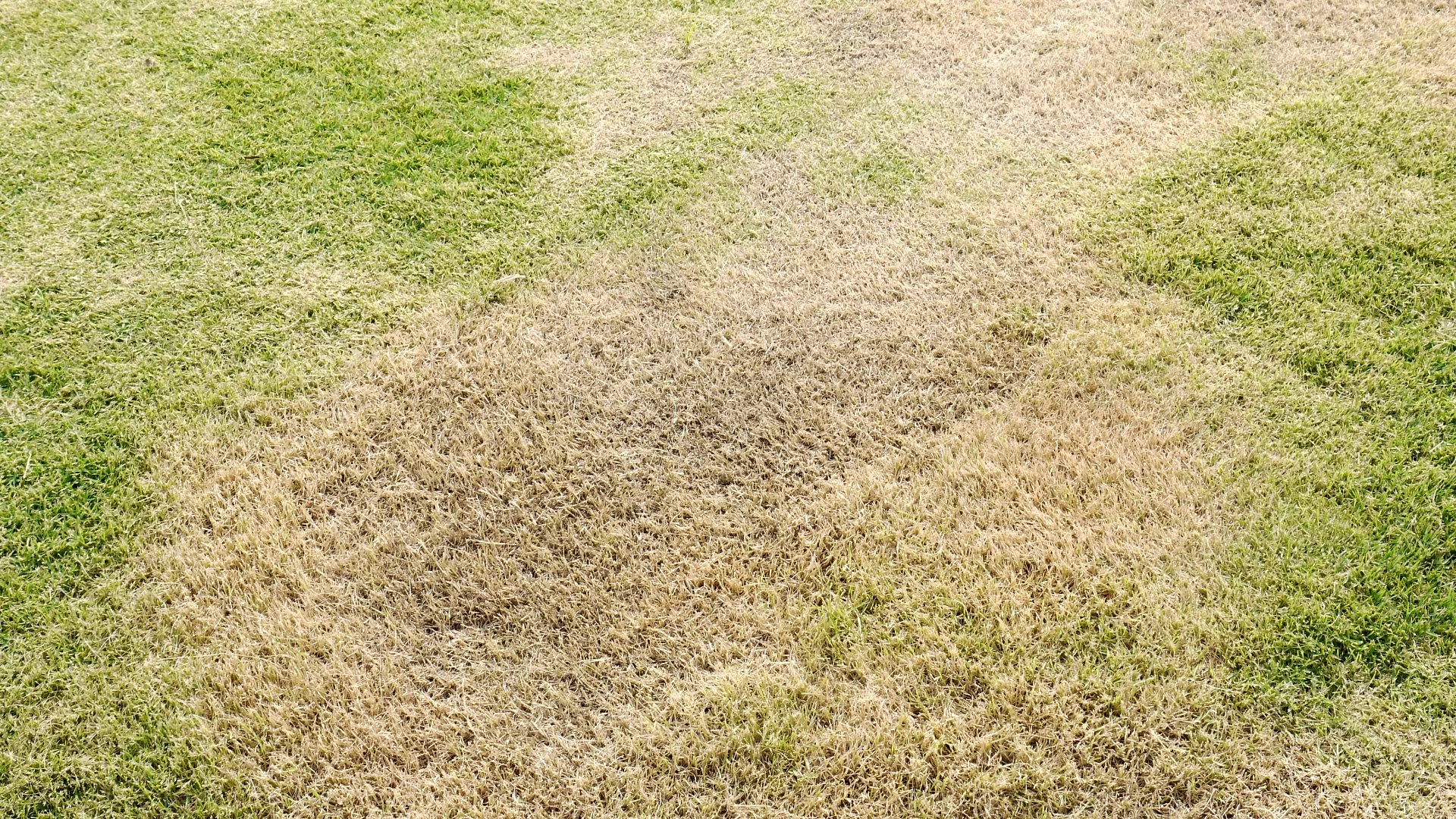 Drought vs Armyworms - Which Is Responsible for Your Brown Lawn?