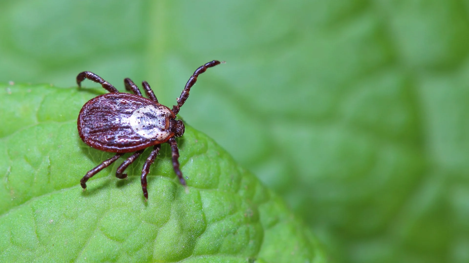 Can One Treatment Keep Ticks Away Throughout Tick Season?