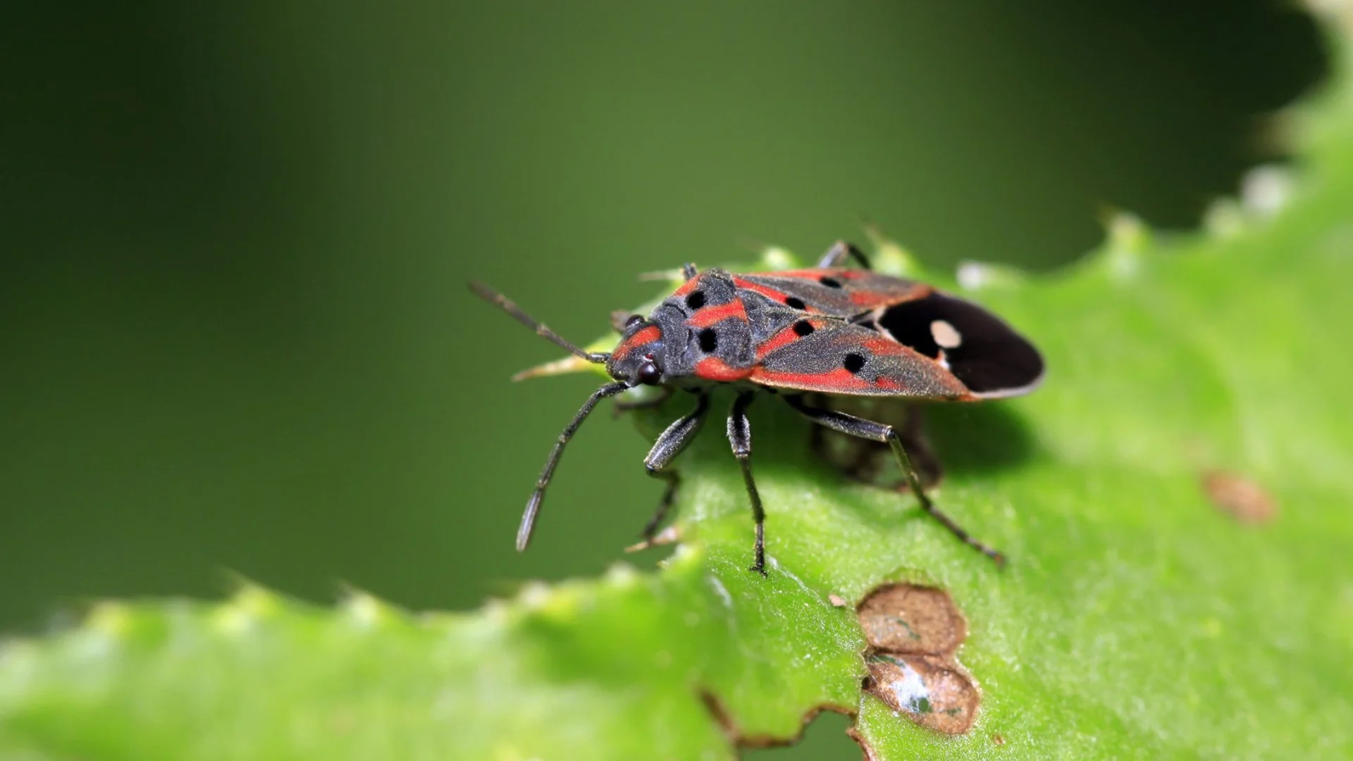 What Are Chinch Bugs & How Can I Tell if They’ve Infested My Lawn?