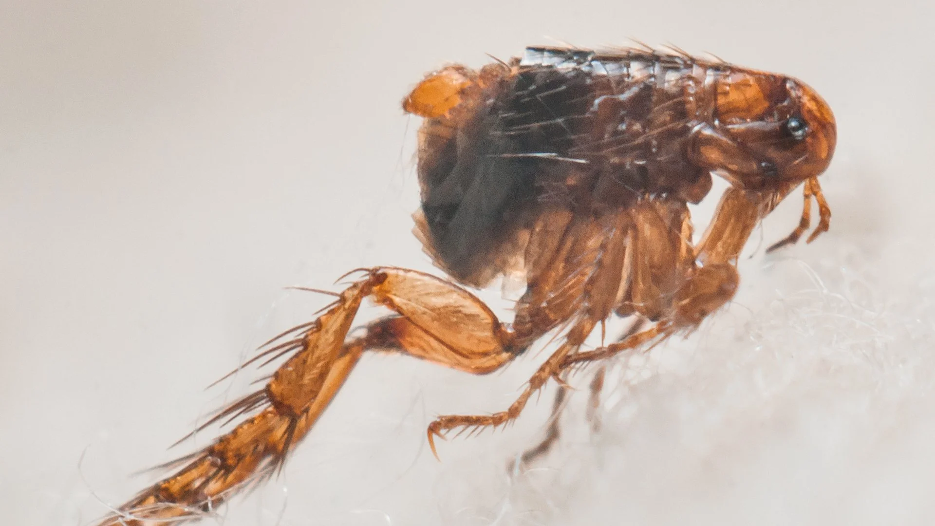 Do You Have a Flea Infestation? Tell-Tale Signs & What to Do Next