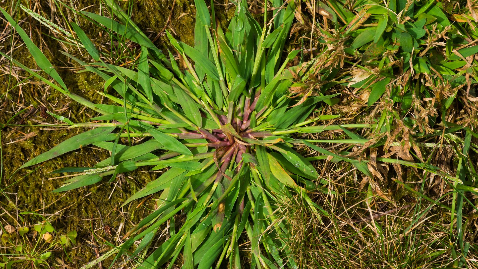 Crabgrass: What Does It Look Like & How Can You Prevent or Control It?