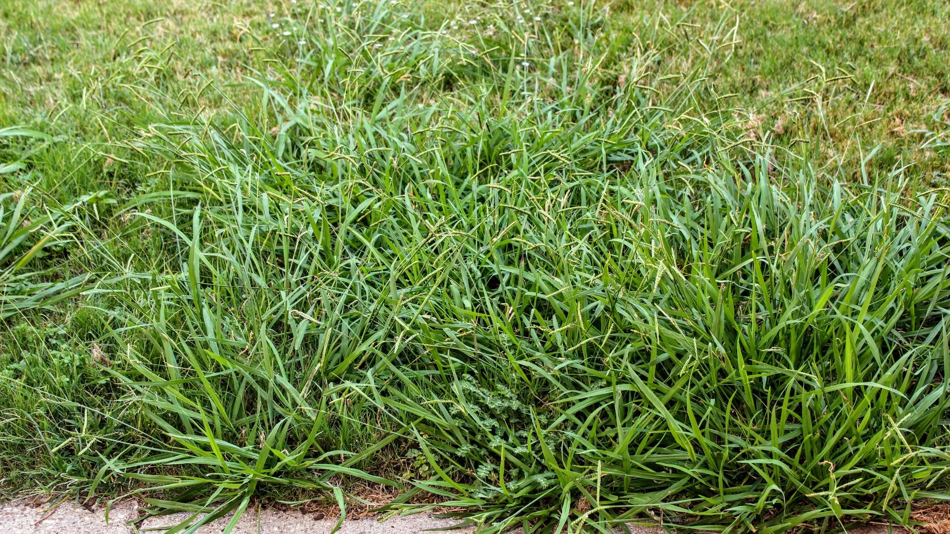 Comparing Annual Weeds vs Perennial Weeds