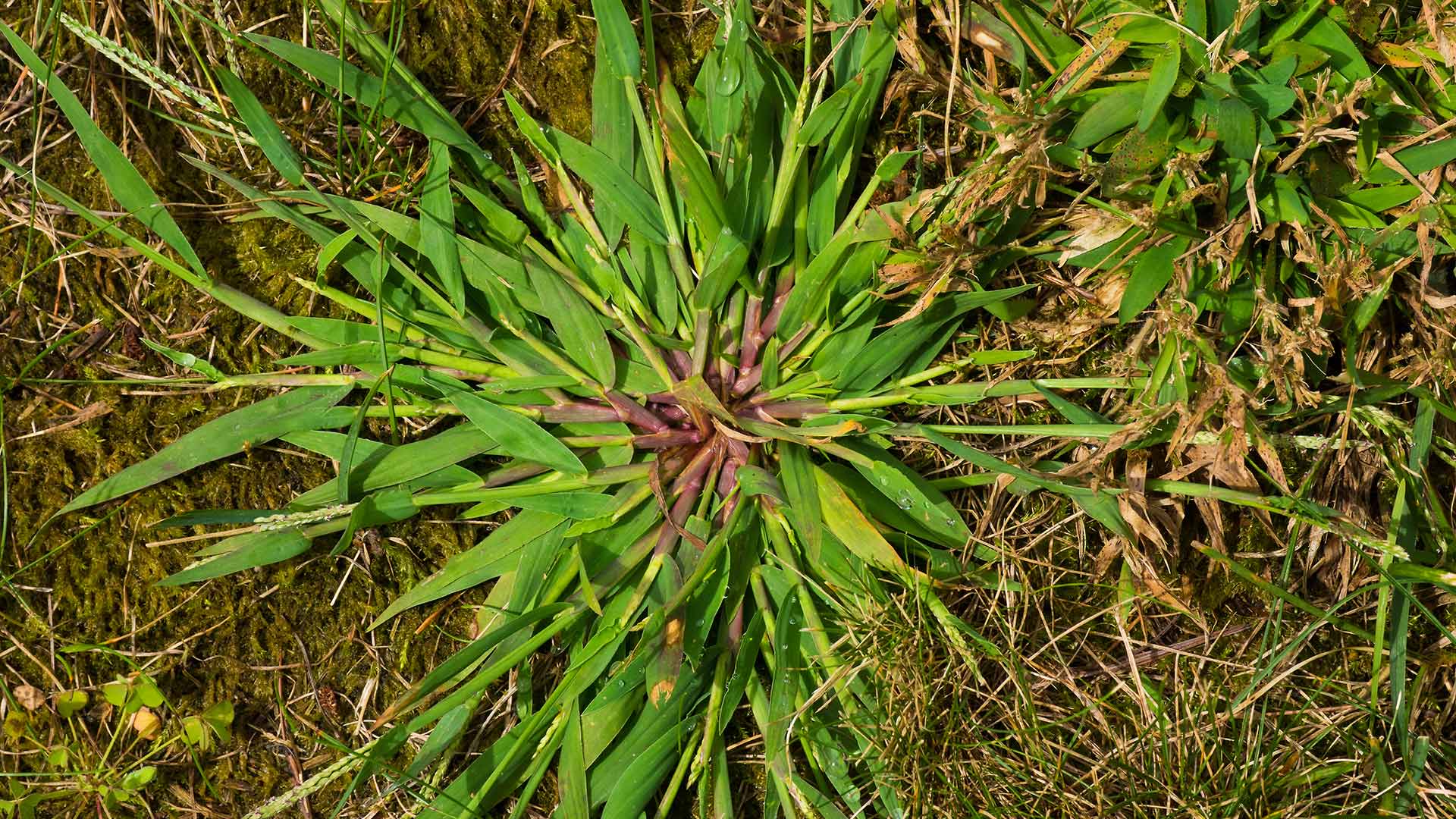 Crabgrass weeds spotted growing in a yard near Germantown, TN.