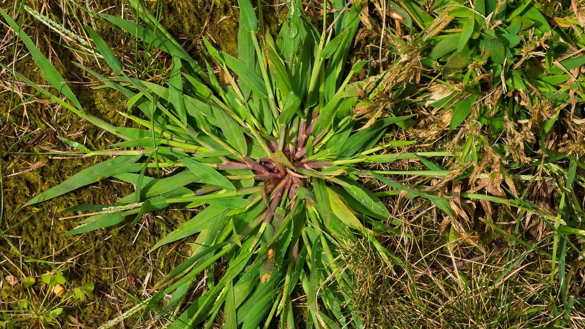 Crabgrass weeds spotted growing in a yard near Germantown, TN.