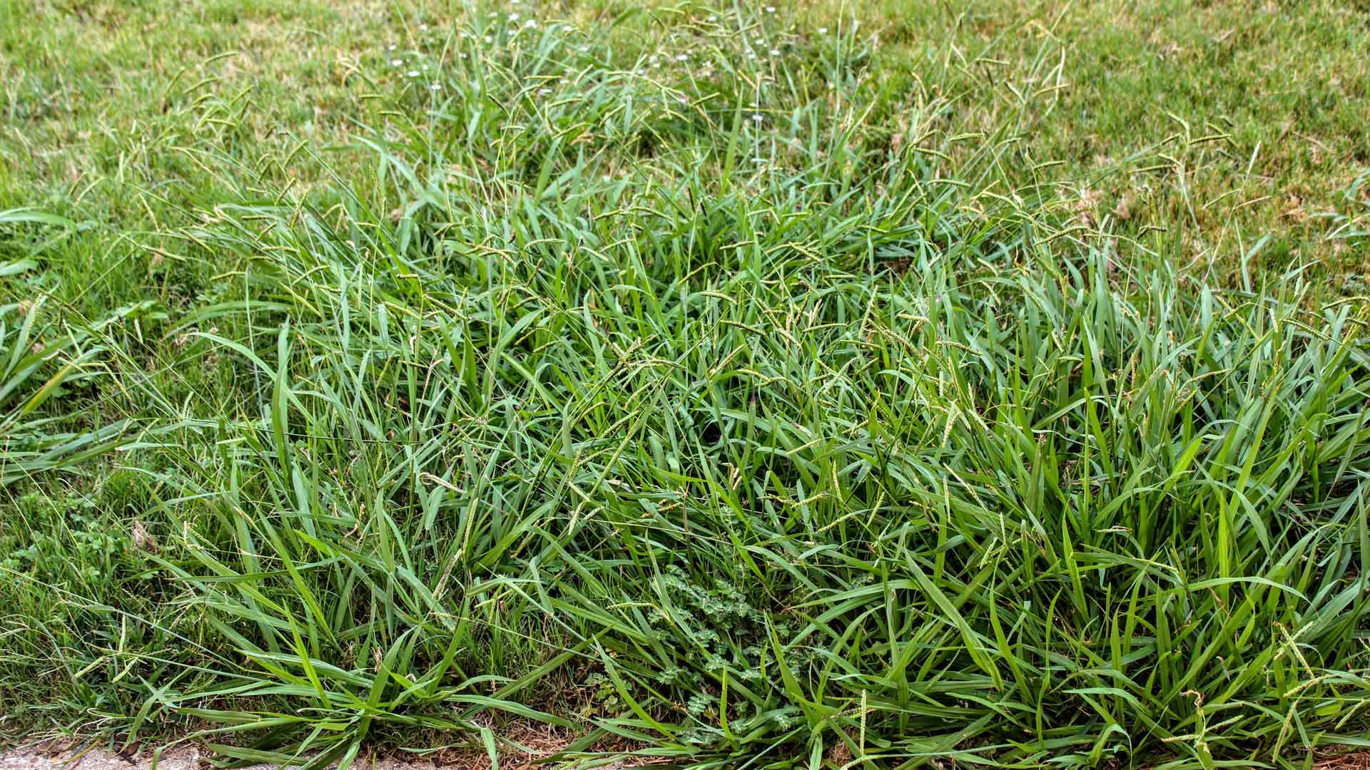 Be on the Lookout for These 4 Weeds That Commonly Invade Lawns in Tennessee