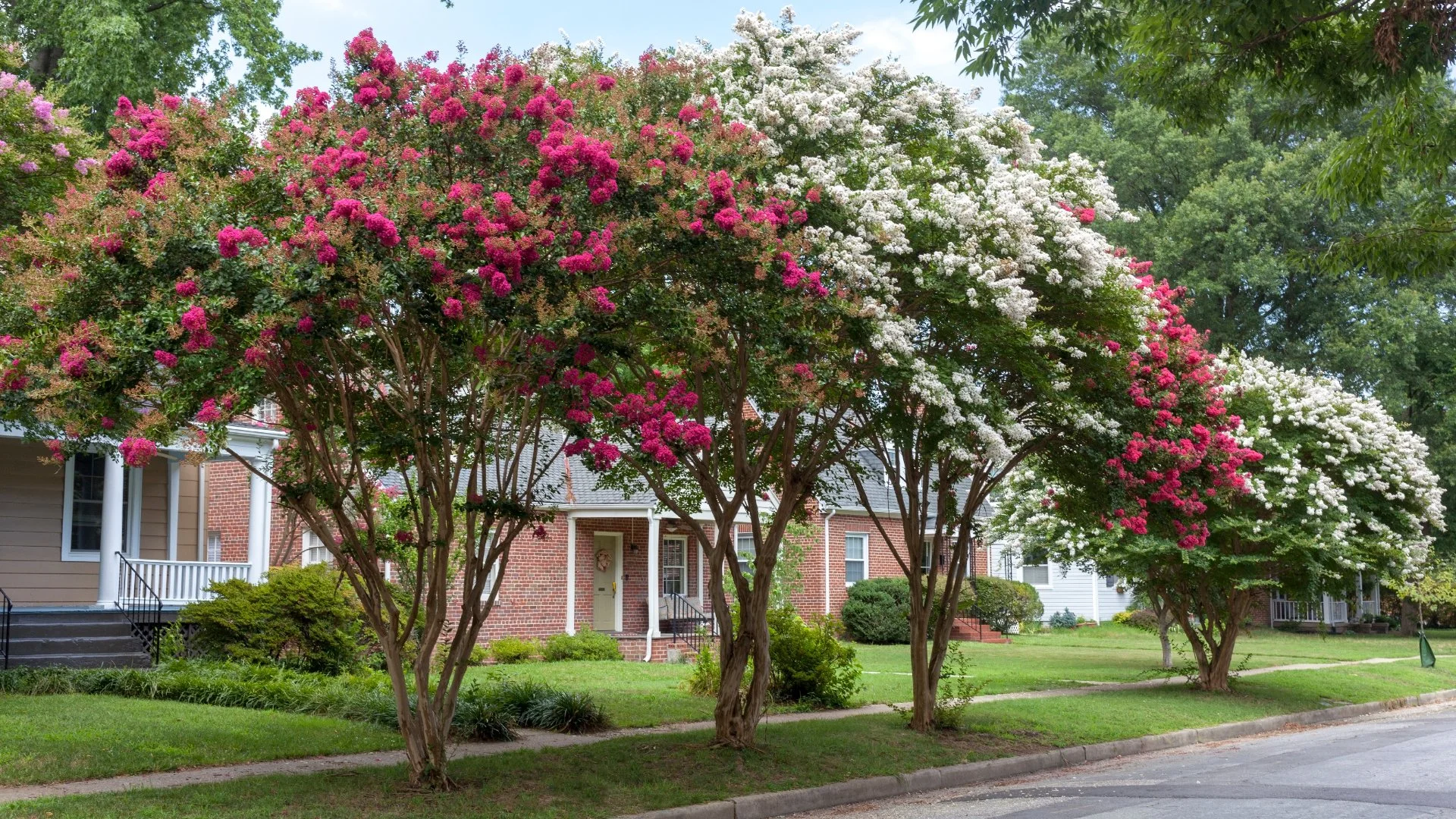 Crape Myrtle Bark Scale - What's the Big Deal With These Tree Insects?