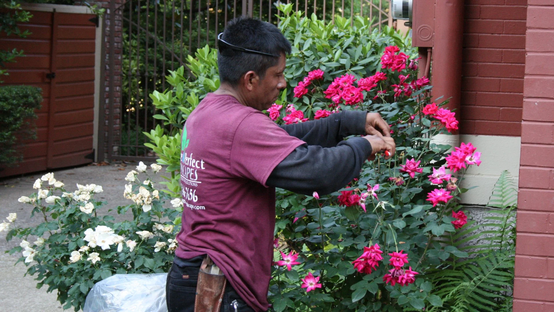 Do Your Plants Need to Be Pruned? Here's How to Tell