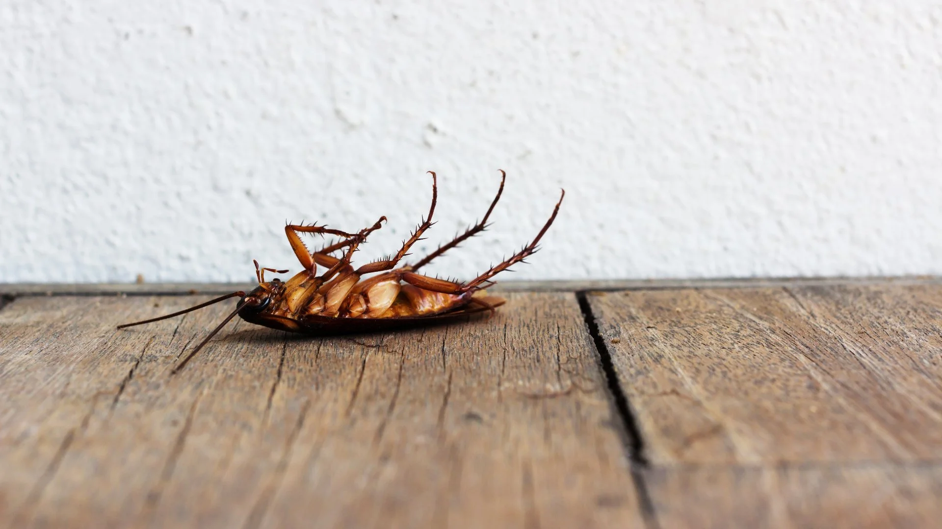 Enrolling in a Perimeter Pest Control Program Is a Fantastic Investment!