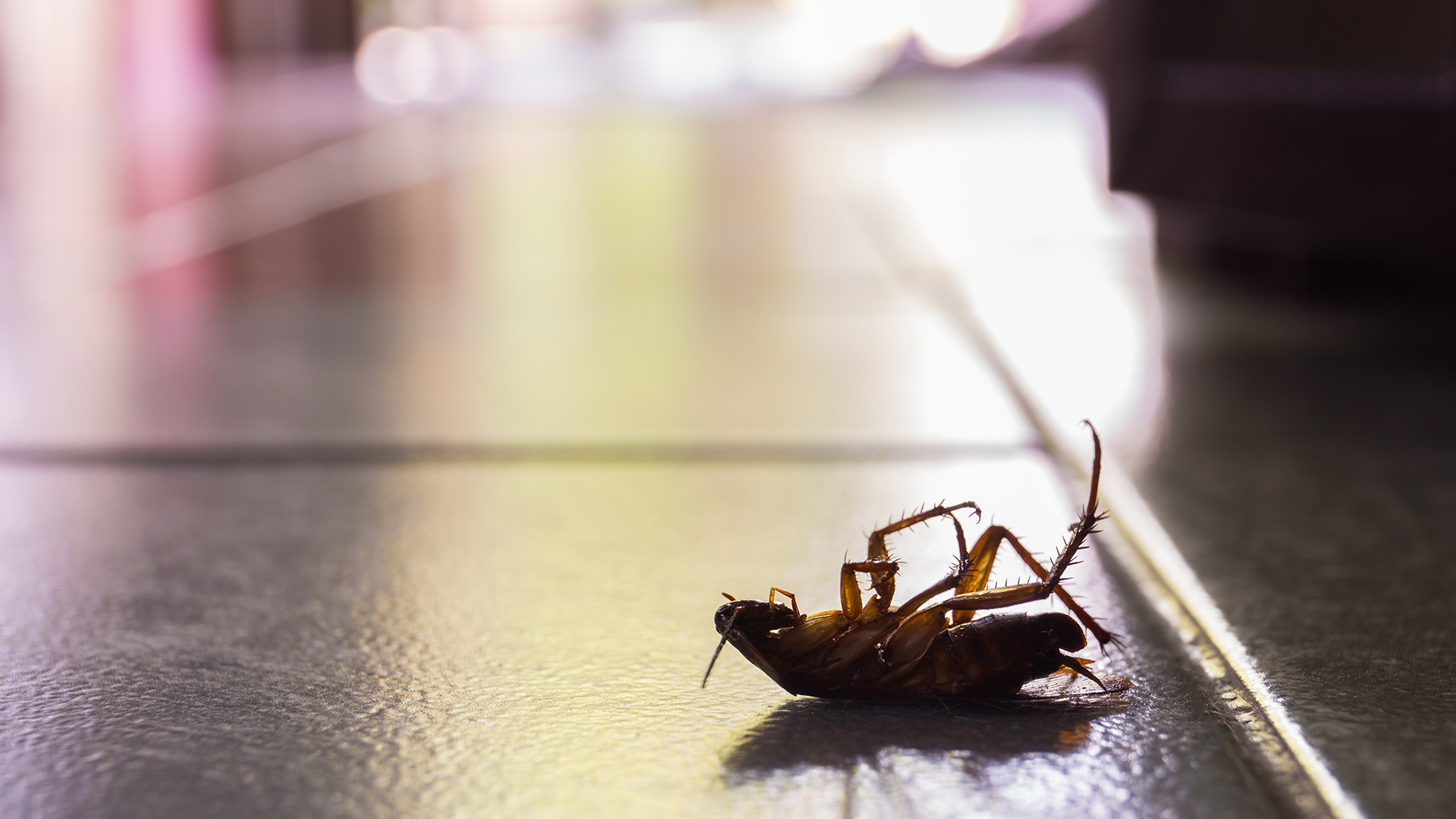 Seeing Roaches or Ants Inside of Your Home or Business? Here’s What to Do