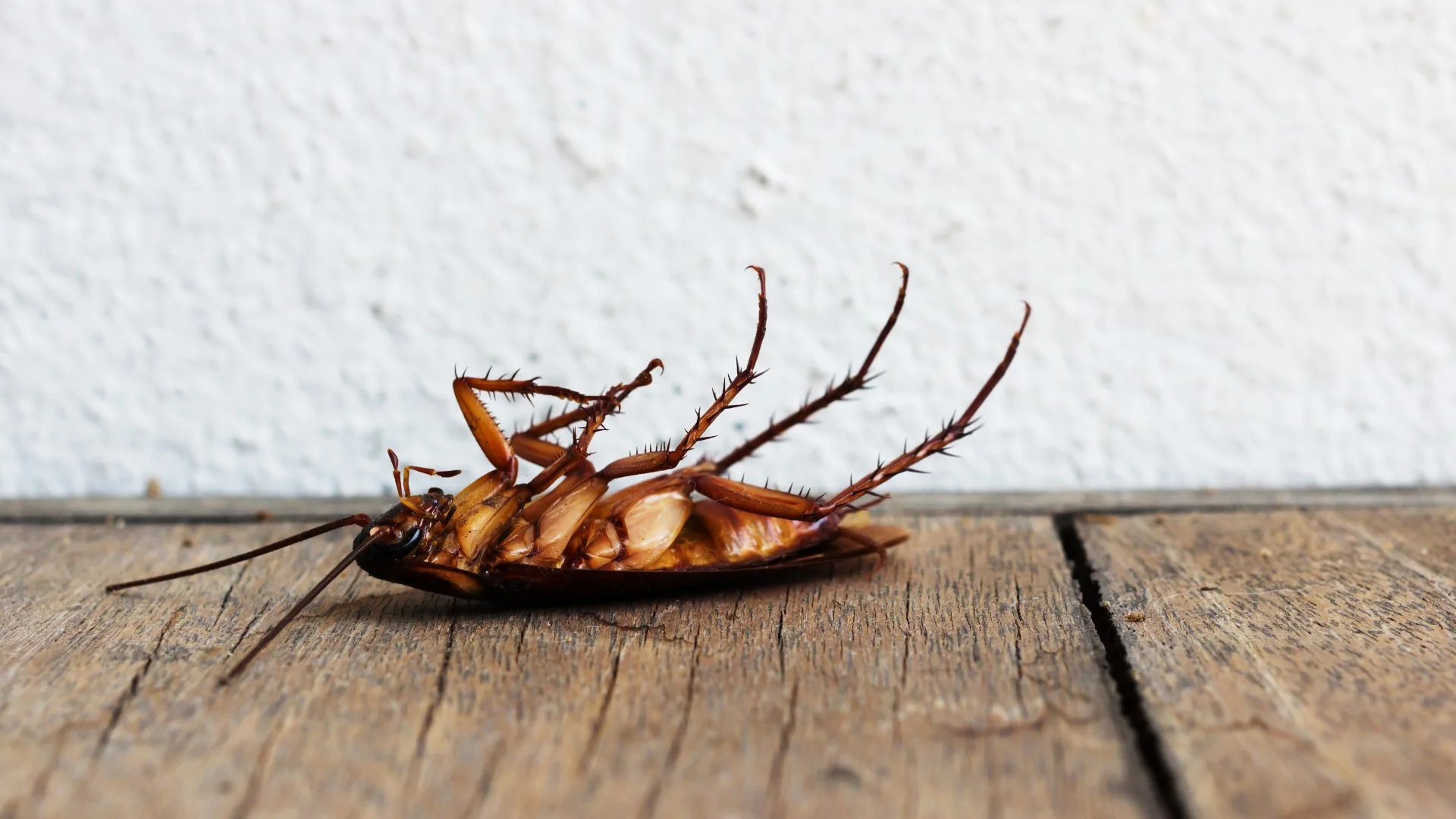 4 Signs That Indicate Your Home Has a Roach Problem