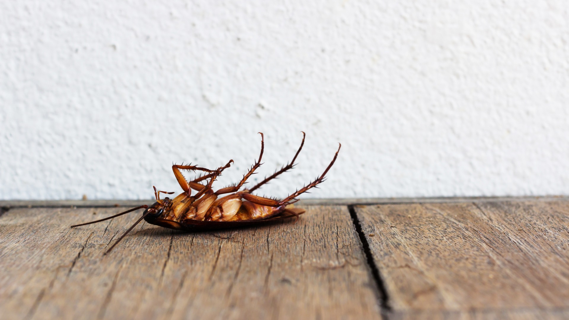 Summer Is Pest Season in Tennessee - Schedule Pest Control Treatments Now!
