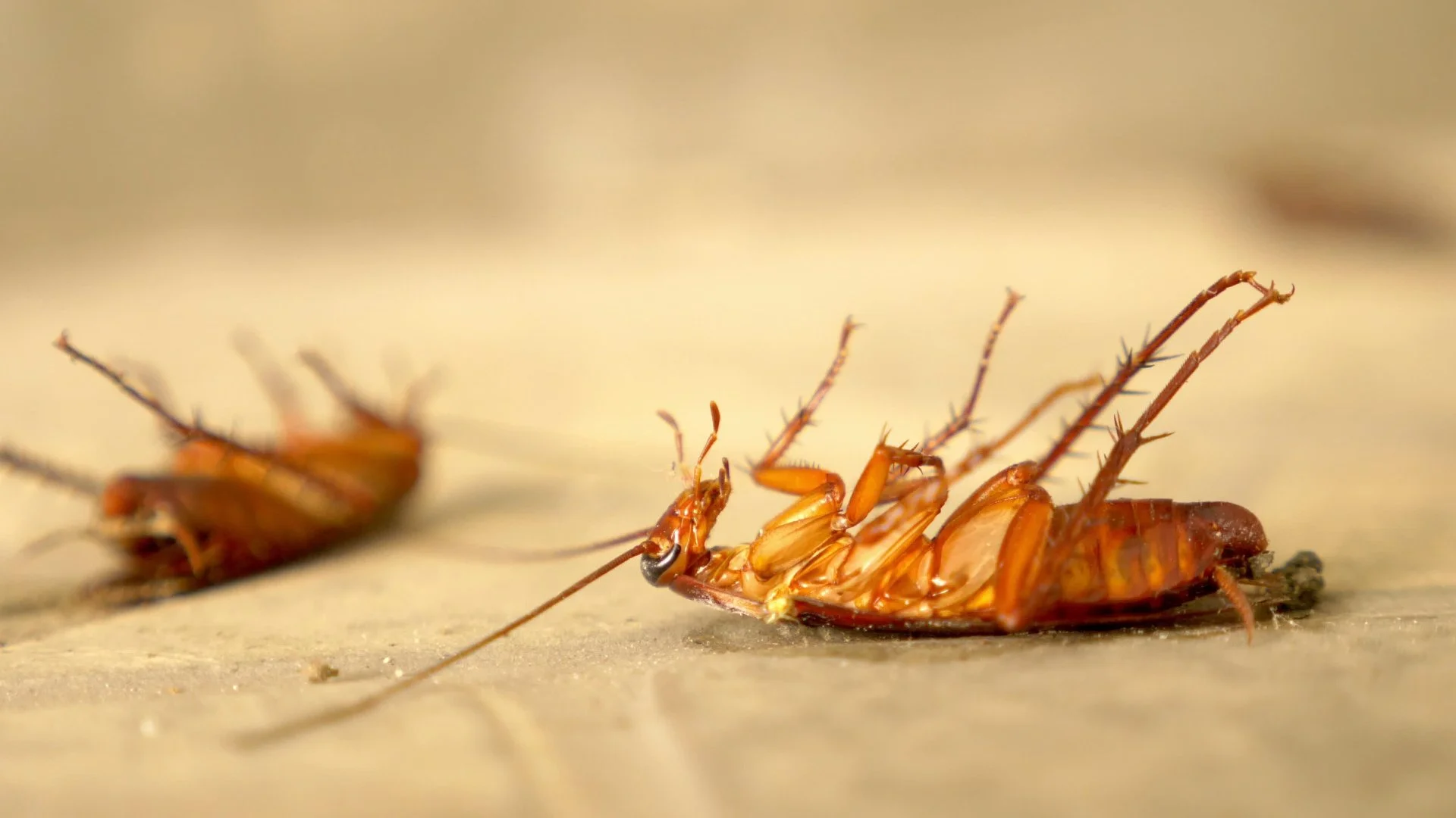3 Things You Should Look for Before Hiring a Perimeter Pest Control Company