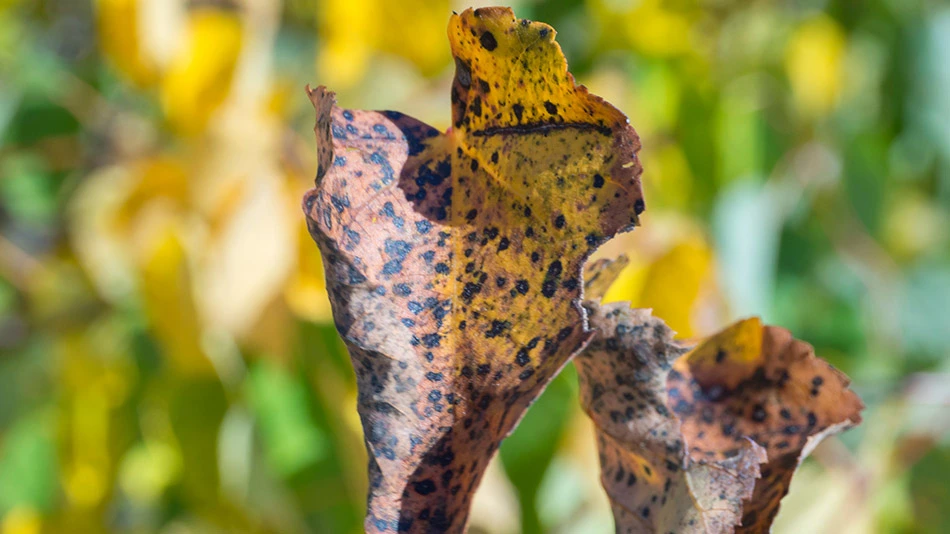 Close up on a diseased leaf on a tree at our client's home in Bartlett, TN.