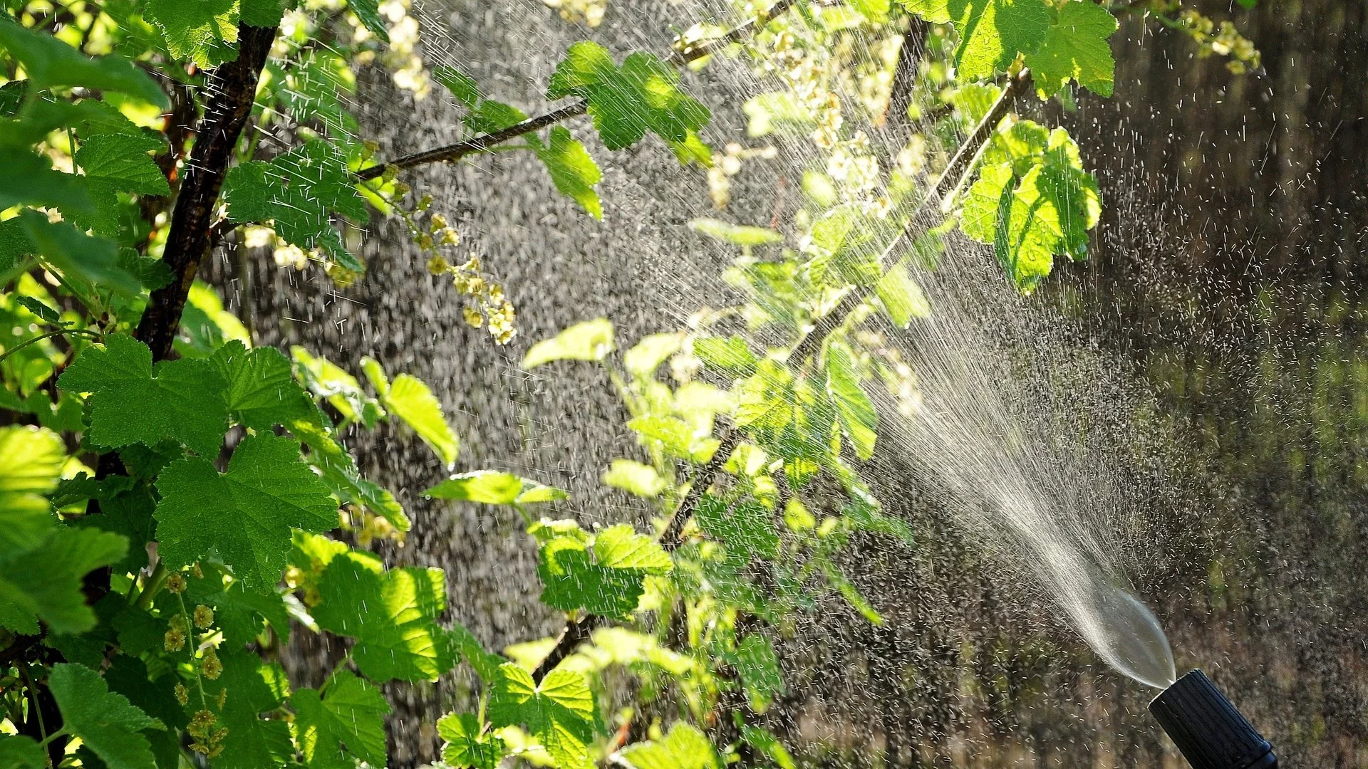 Dormant Oil: A Crucial Treatment to Protect Your Plants From Insects