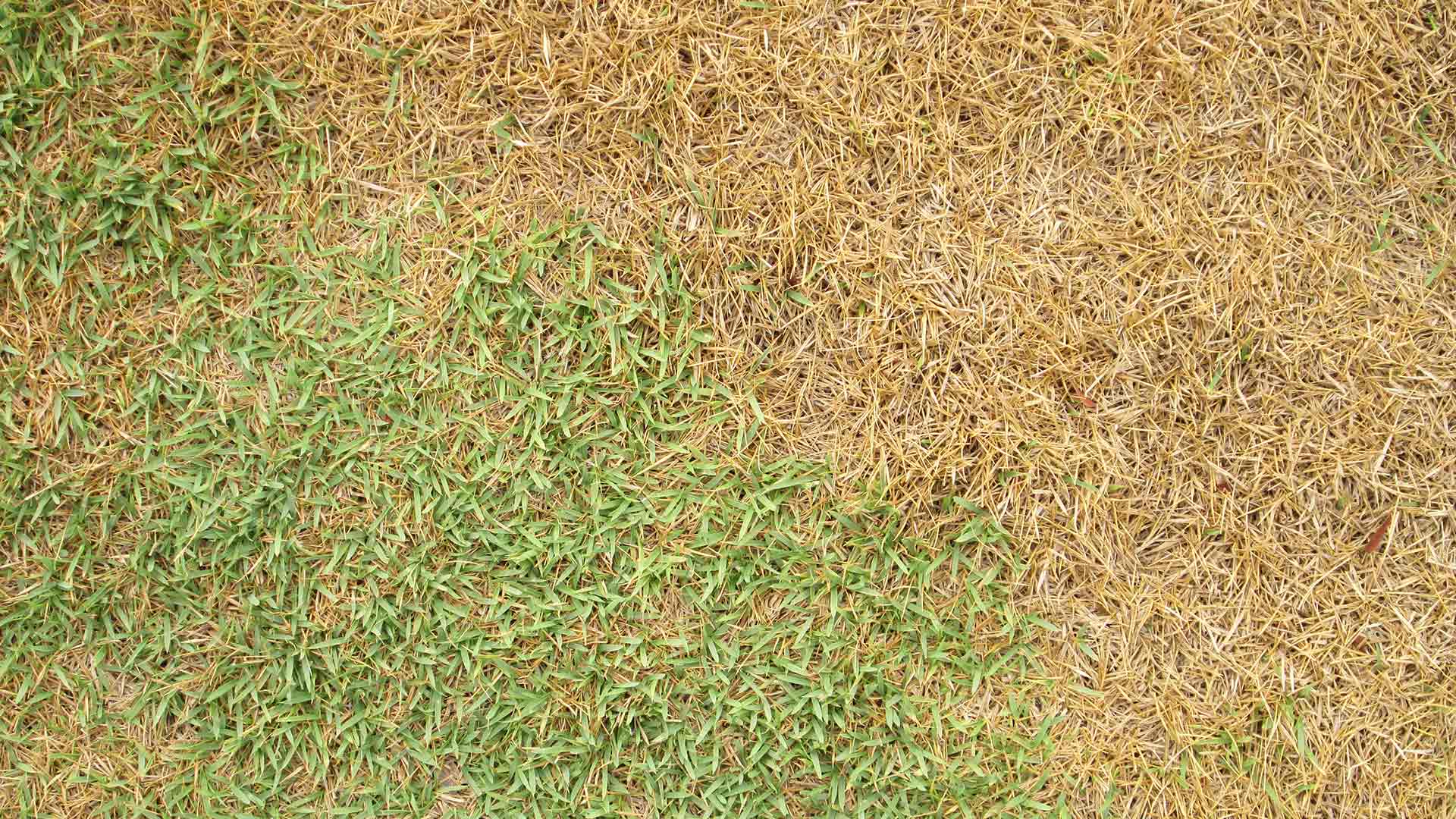 Suspect a Lawn Disease Has Infected Your Lawn? Here’s What to Do