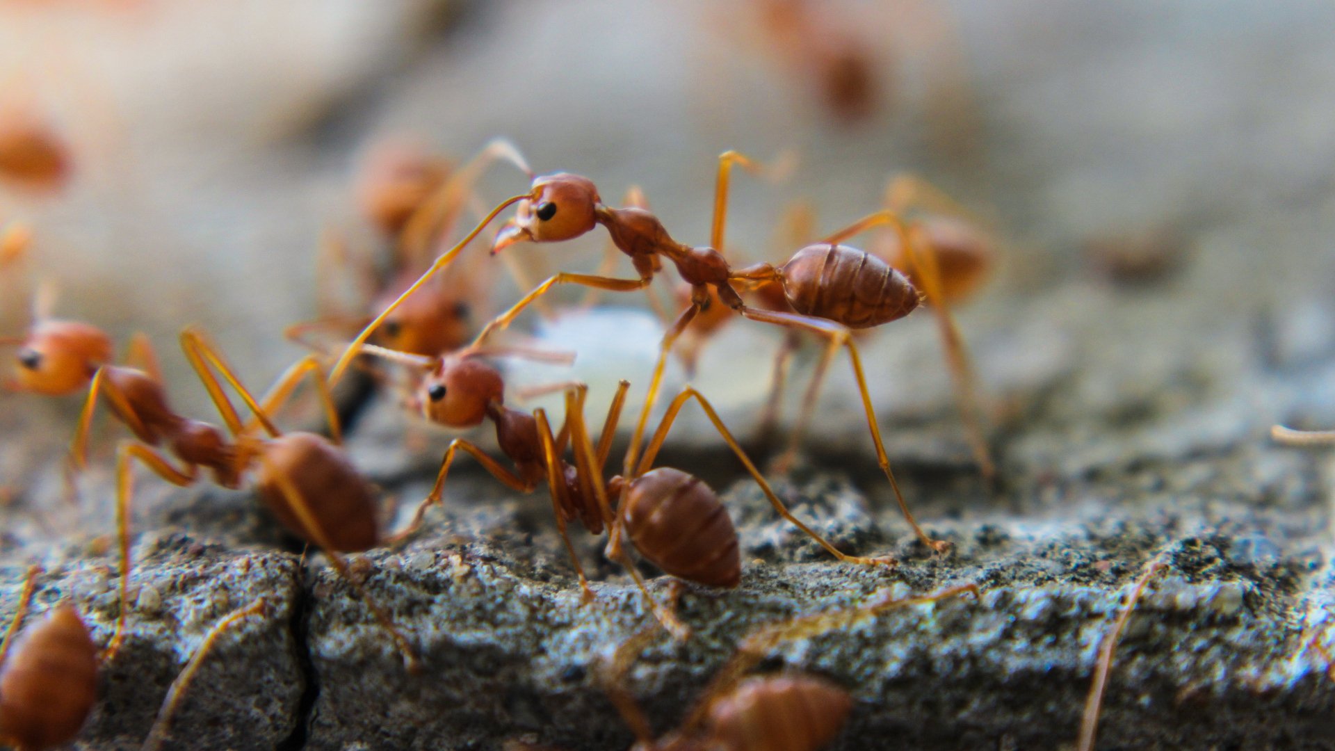 How Do You Get Rid of Fire Ants?