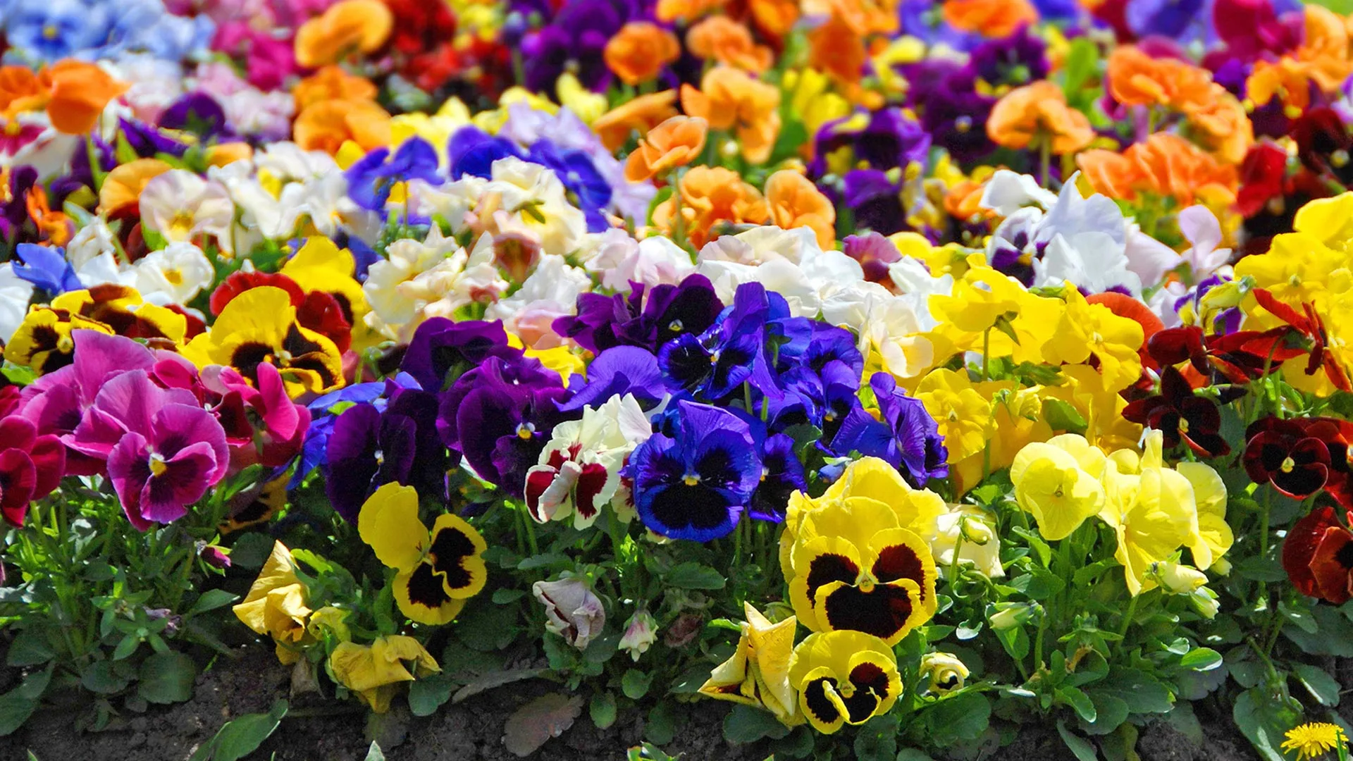 A bed of annual flowers in Memphis, TN.