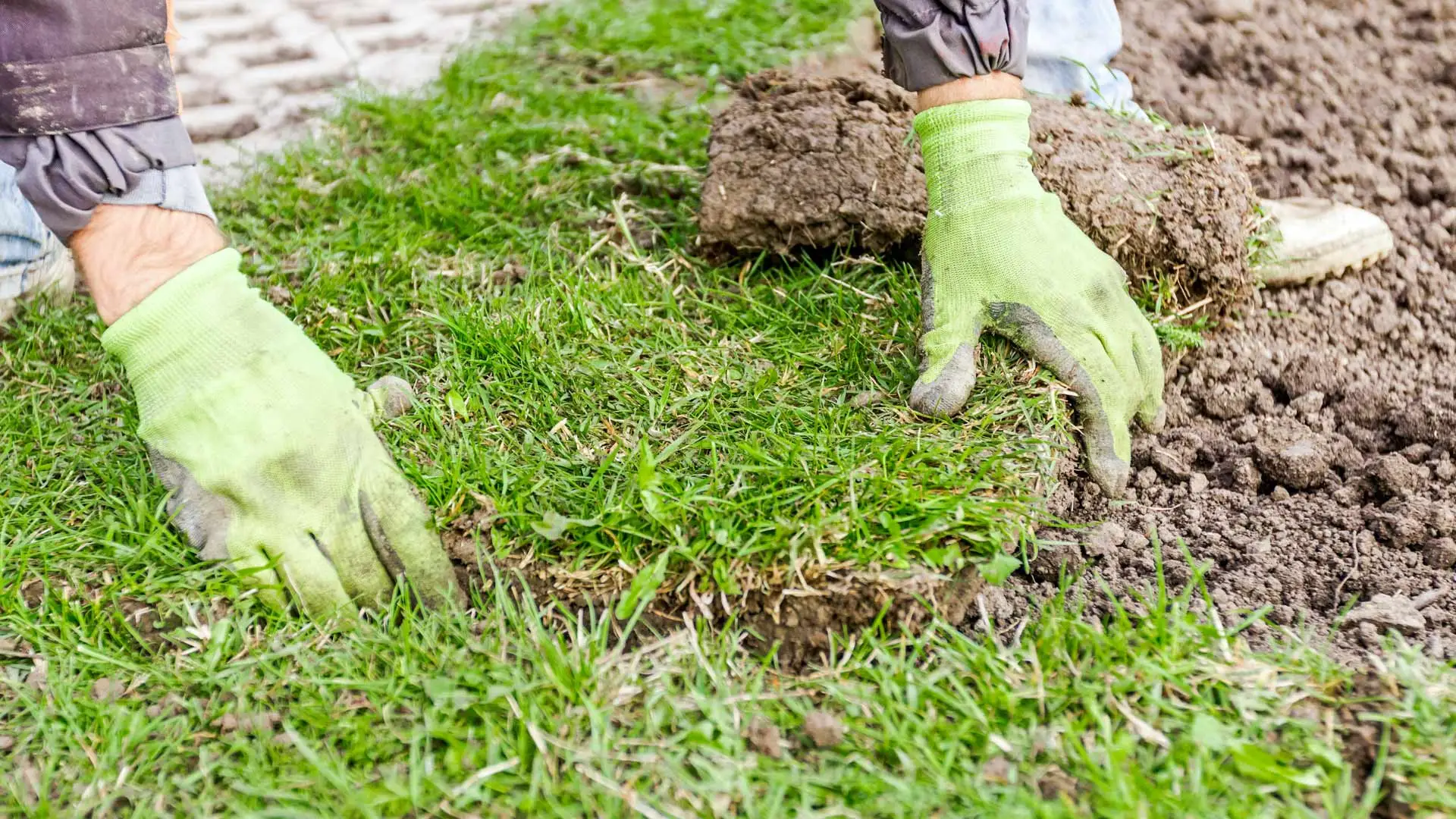 Need to Establish a New Lawn From Scratch? How to Choose Between Sod & Seed