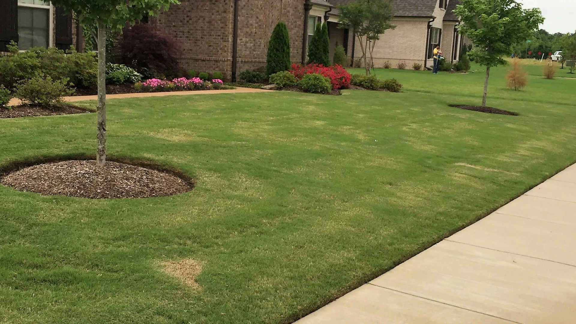 How to Determine the Amount of Grass Seed You Need for Overseeding