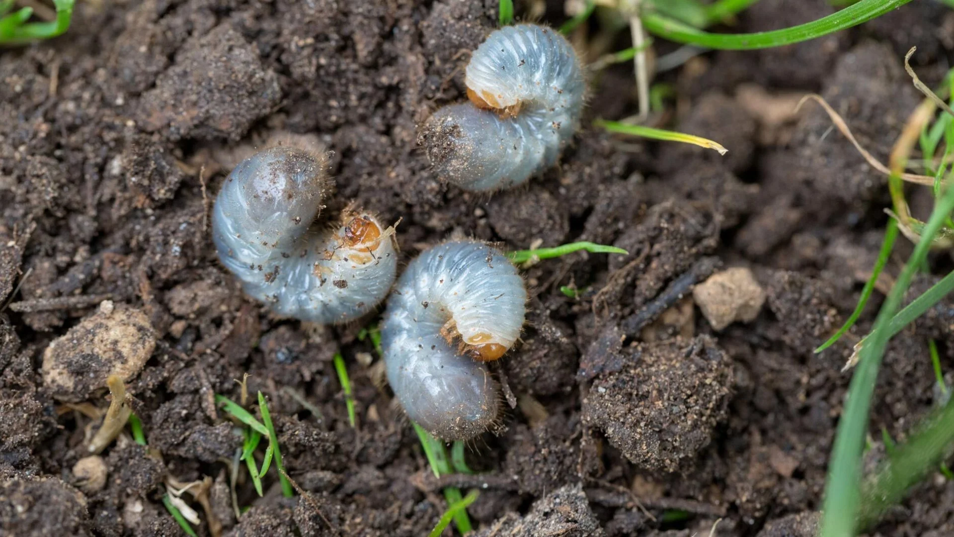 Don’t Risk Grubs Damaging Your Lawn - Schedule a Preventative Treatment