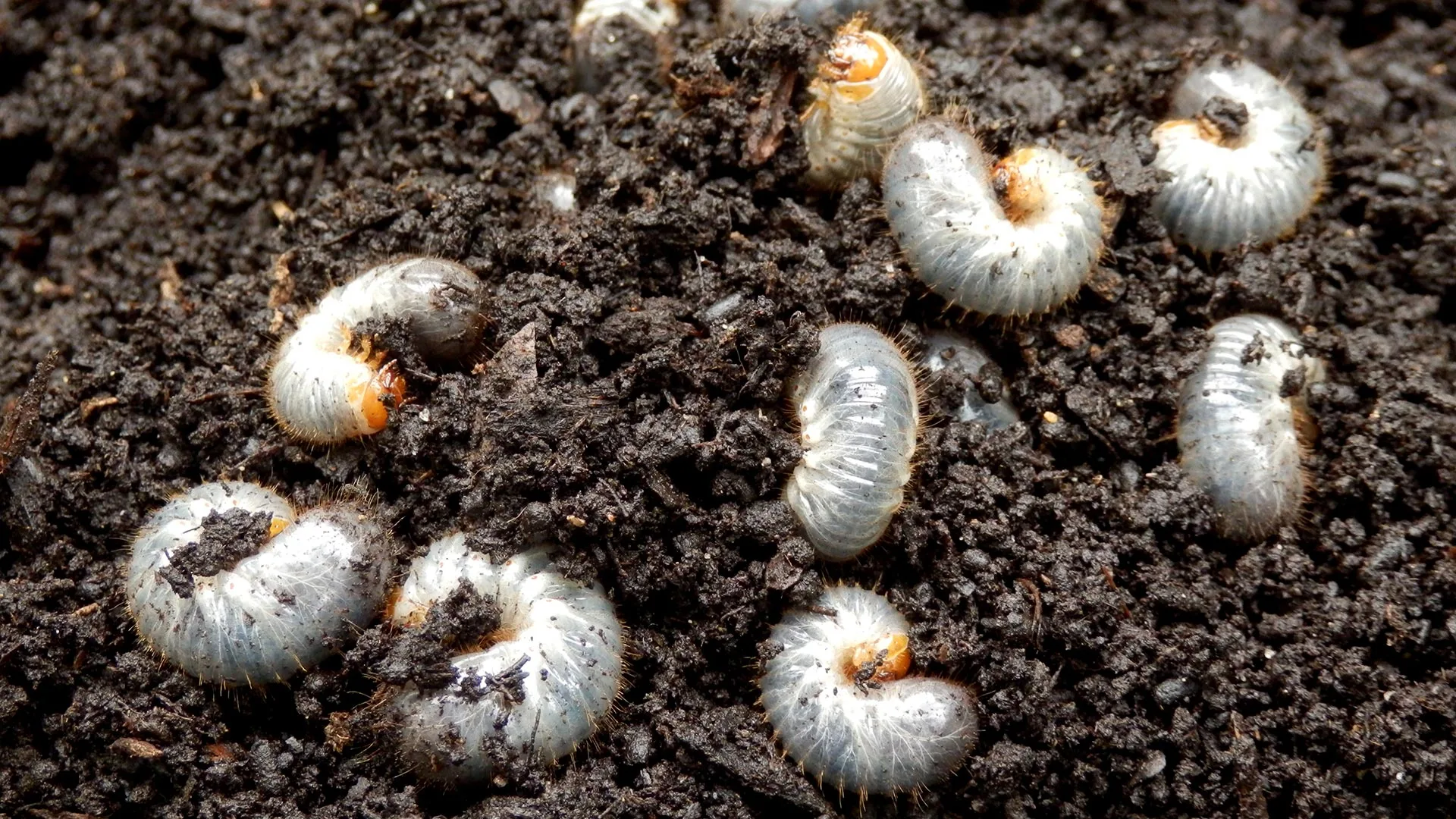 Several grubs in soil on a property in Germantown, TN.