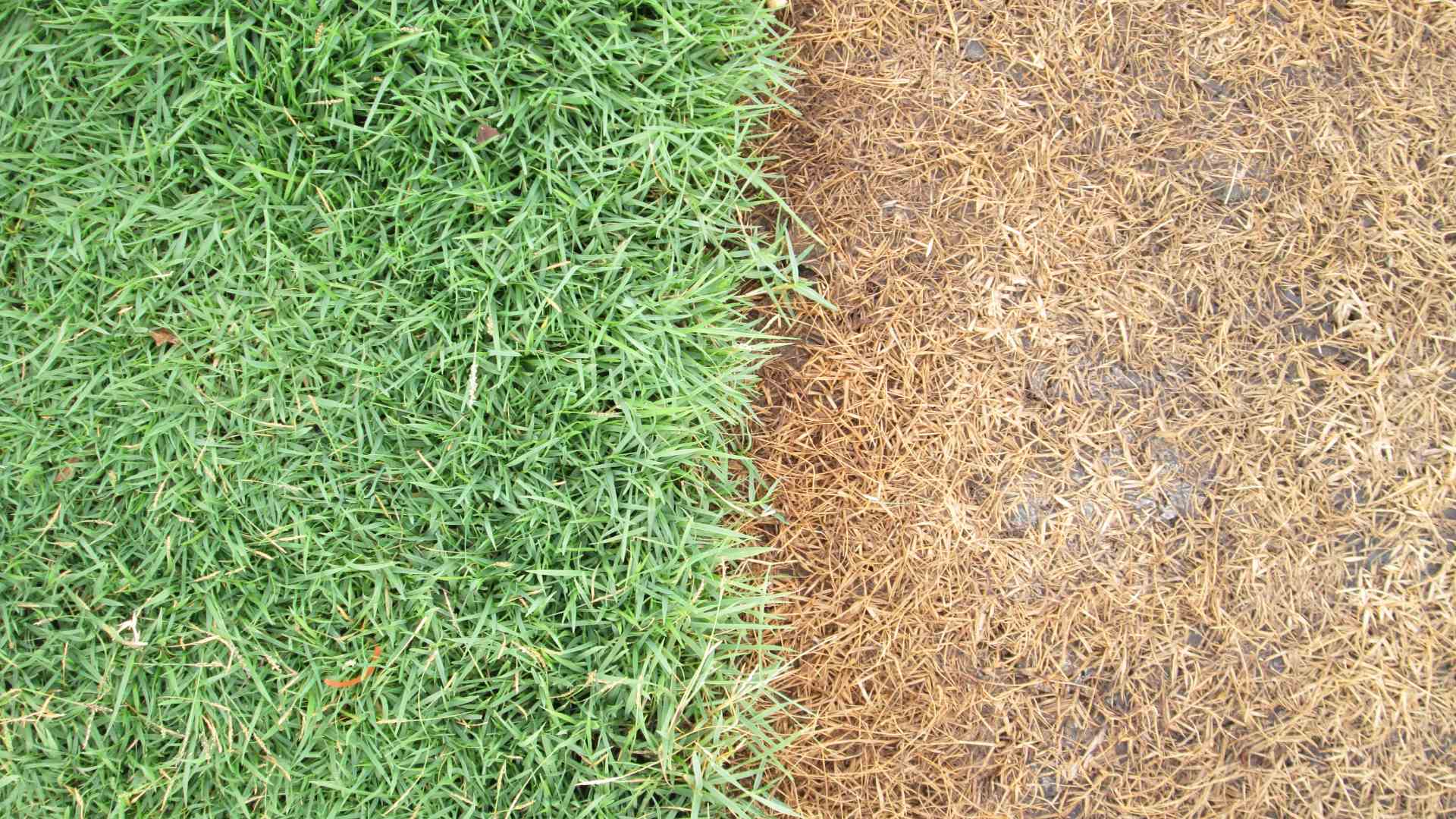 Fertilizer & Weed Control - Why You Need Both in Tennessee