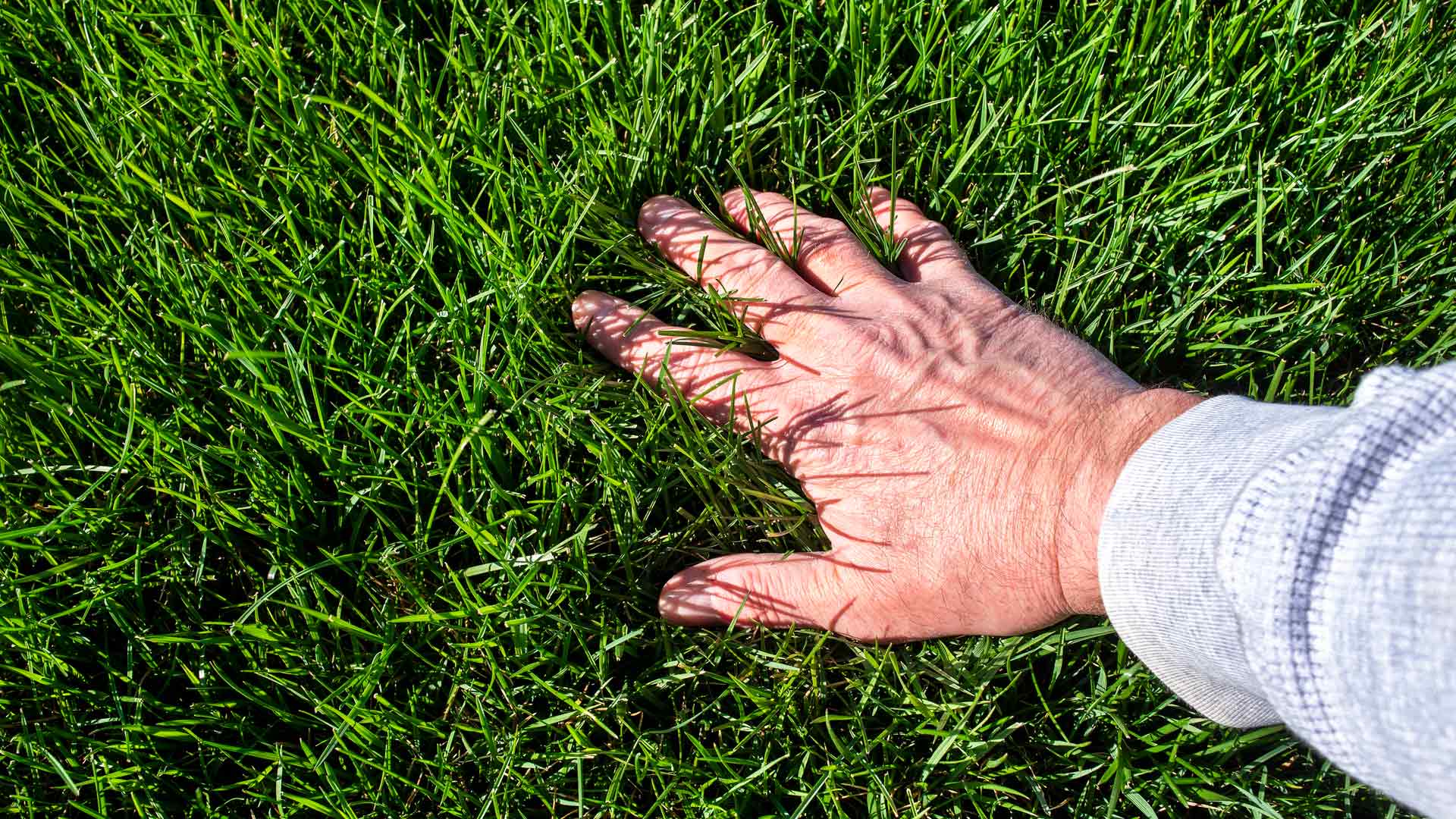 How Often Should Grass Be Fertilized?