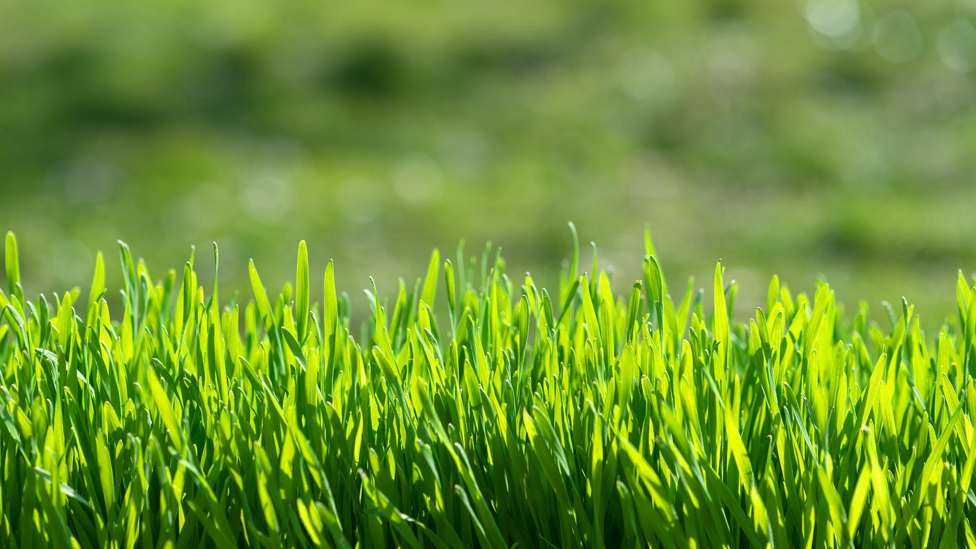 Grass length image near Bartlett, TN.