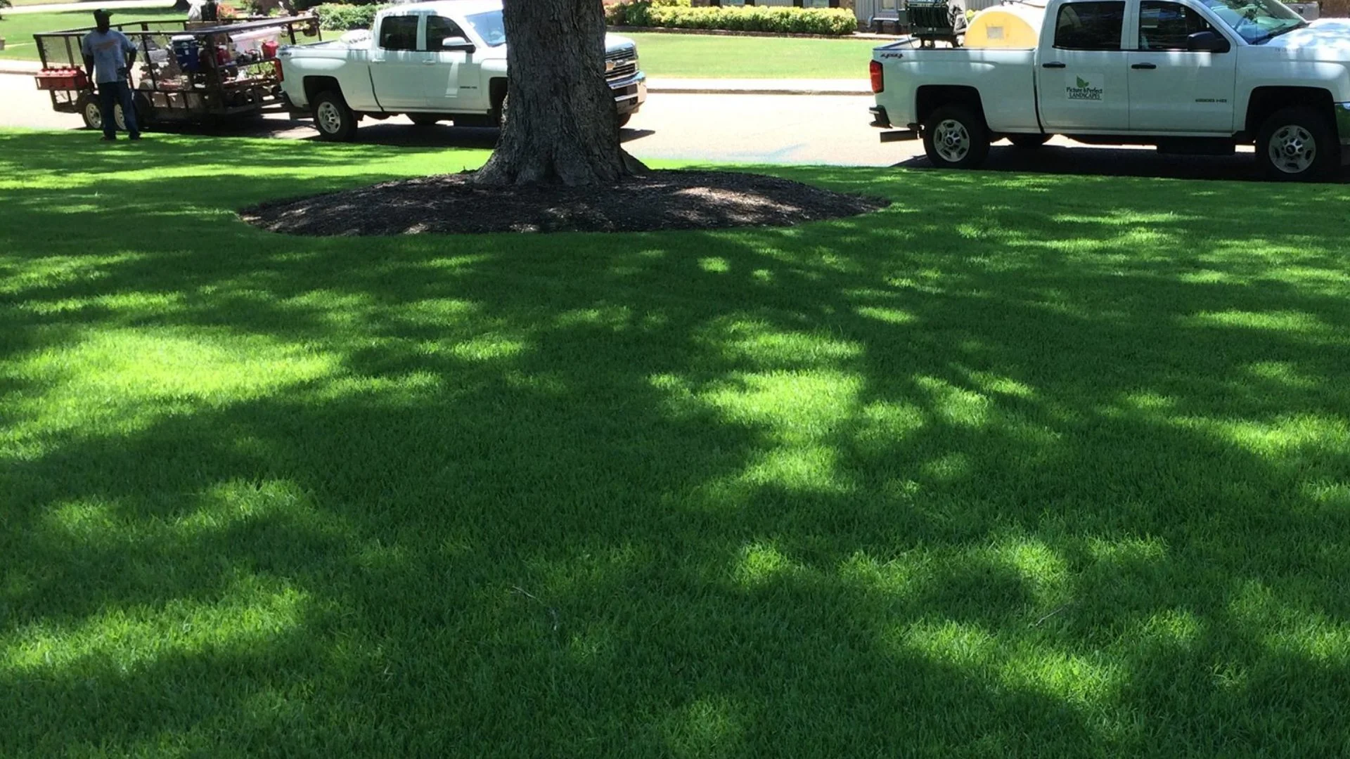 How to Distinguish Regular Grass From Dallisgrass & Goosegrass