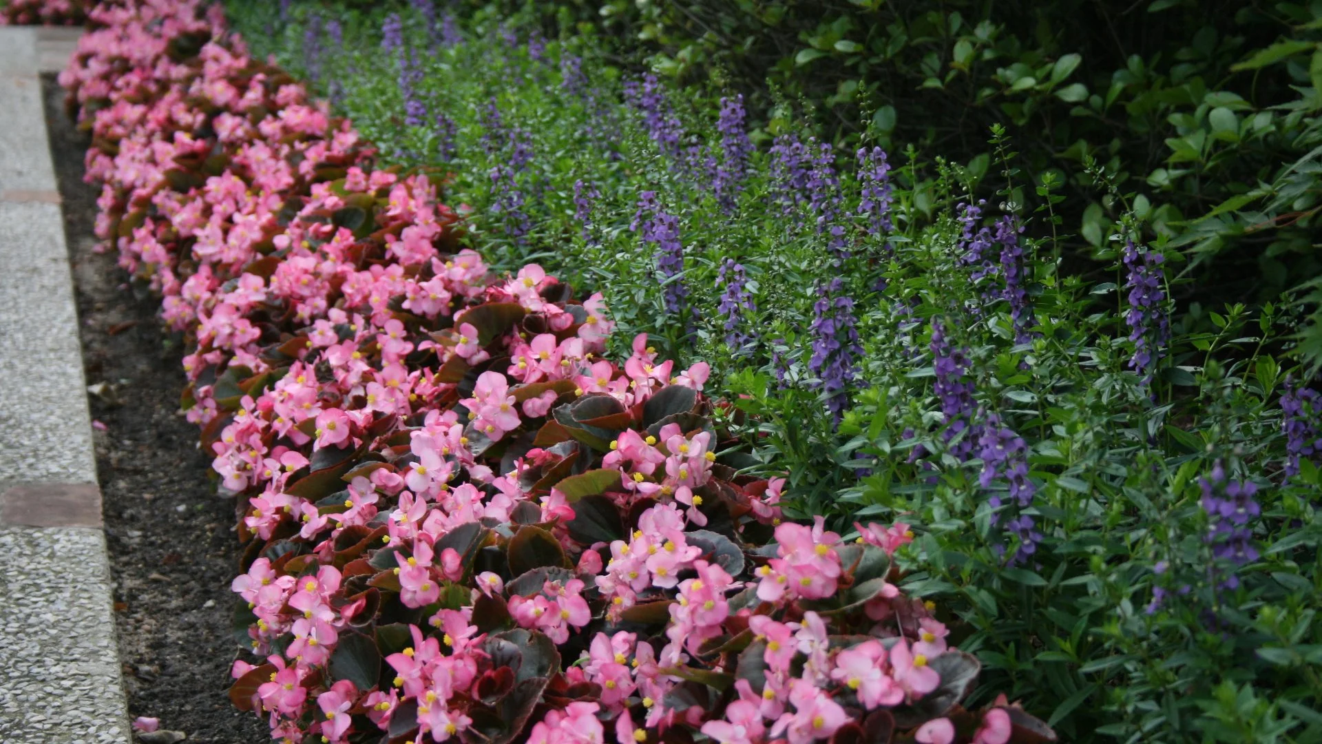 A Guide to Help You Choose Between Annual & Perennial Flowers