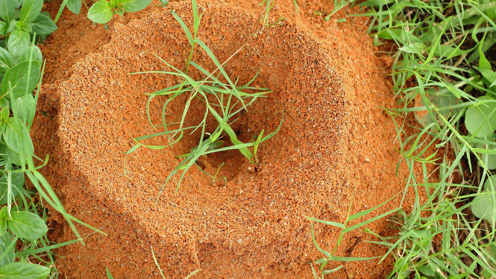 Large mound of fire ants near Oakland, TN.