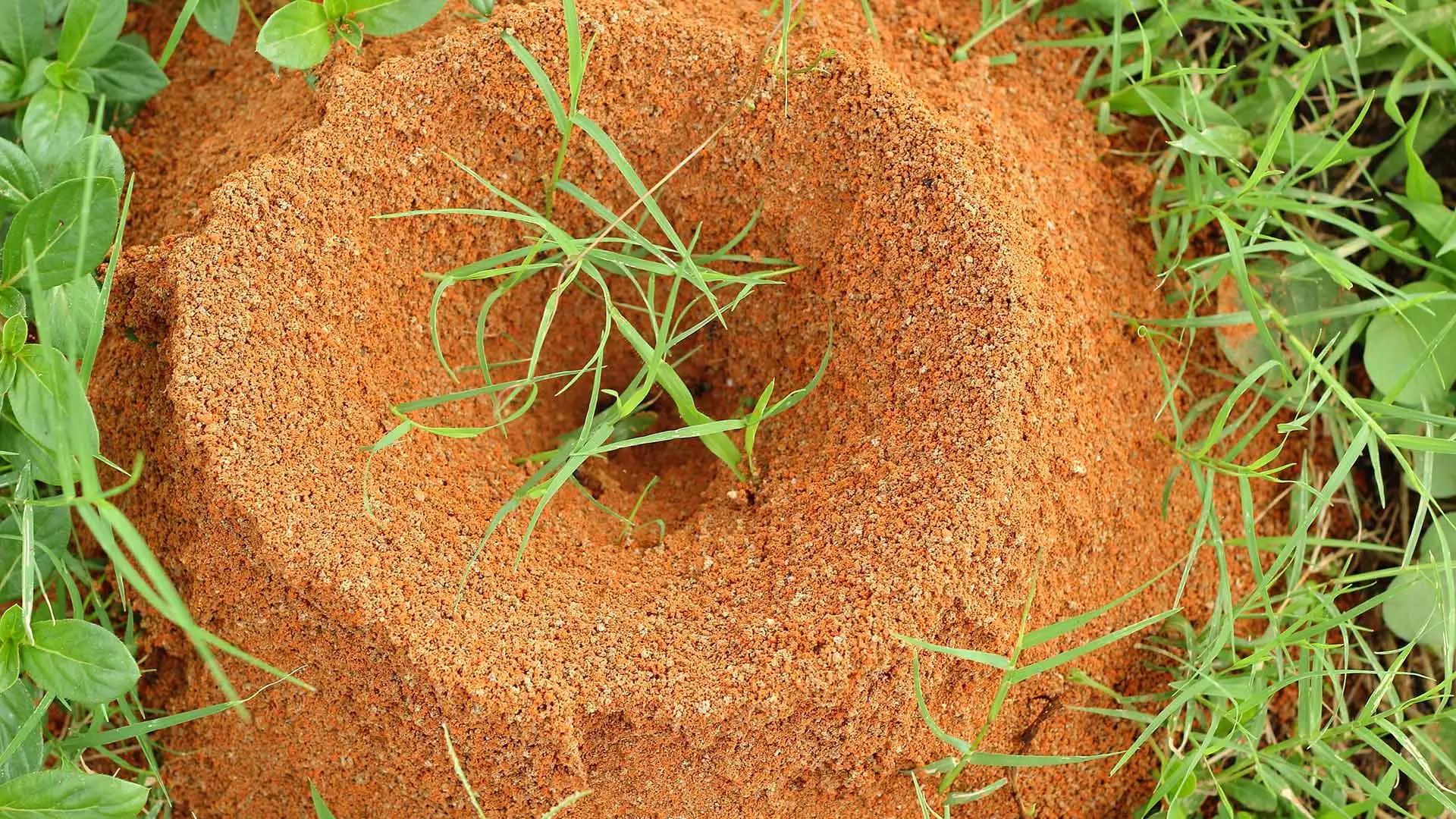 Large mound of fire ants near Oakland, TN.