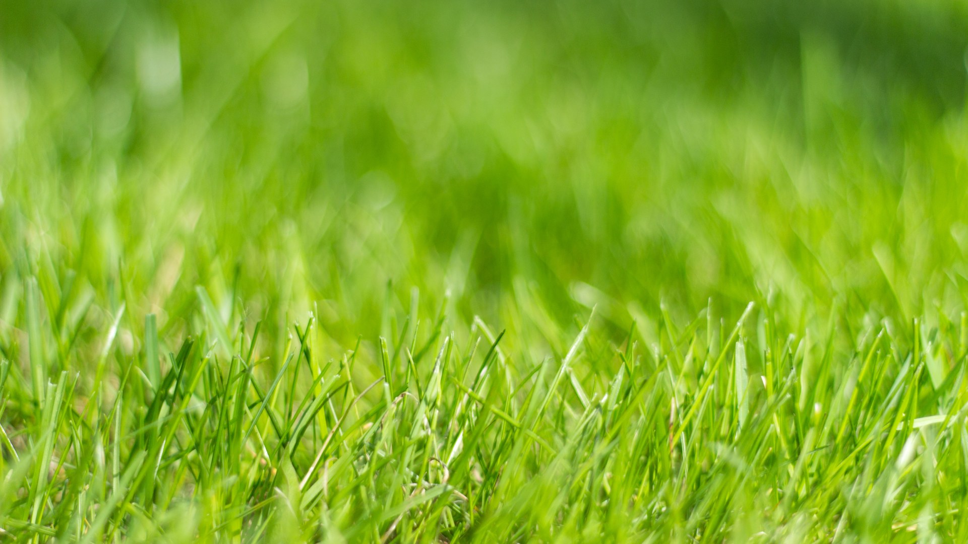 The 3 Main Nutrients in Lawn Fertilizer & What They Do