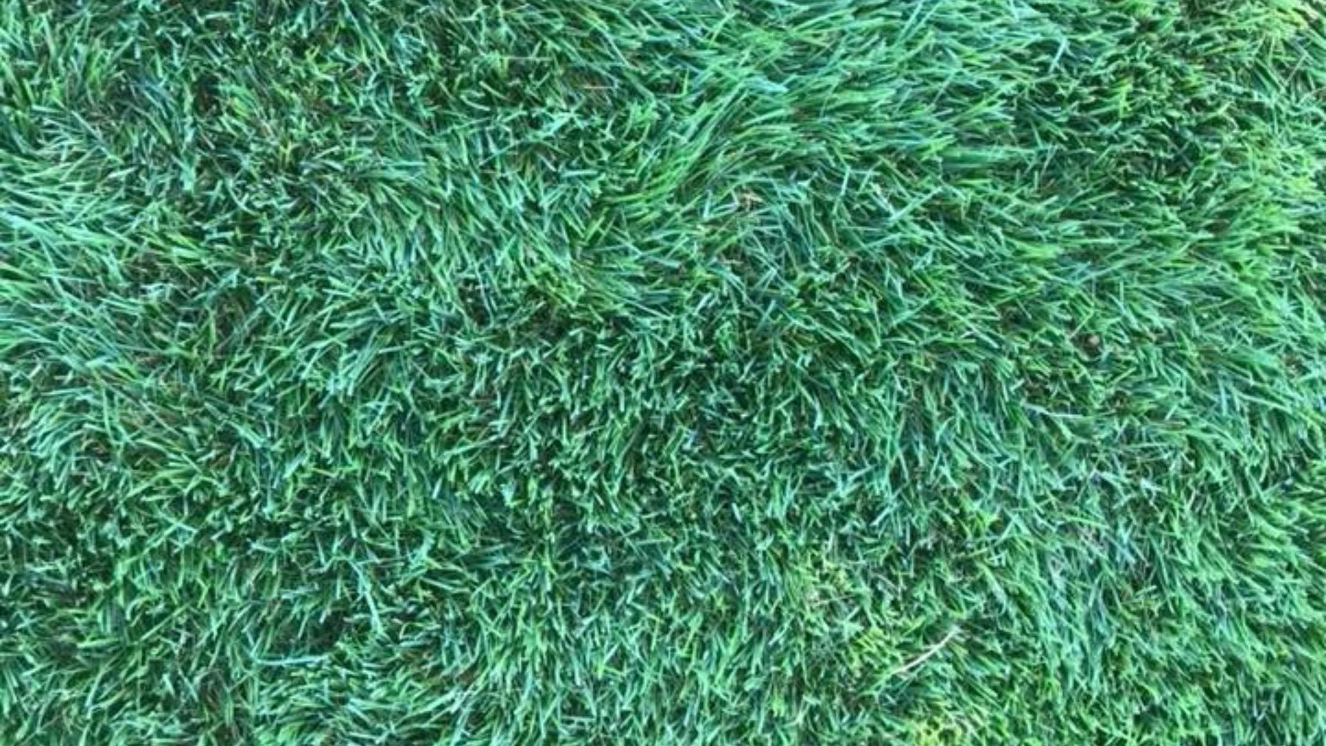Should I Do Anything After Overseeding to Help the Grass Seeds Grow?
