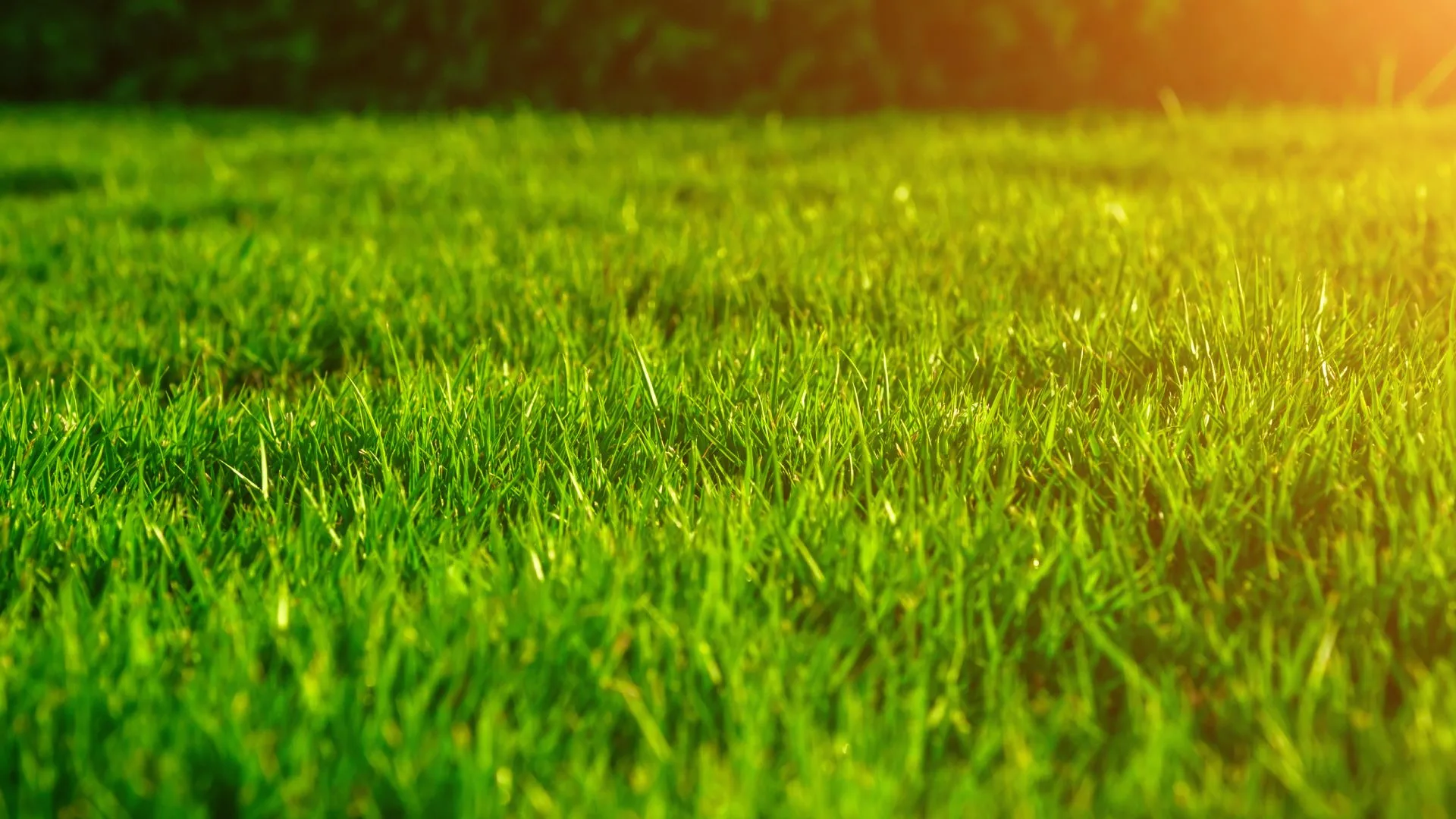 Mowed lawn with sunray over it in Millington, TN.