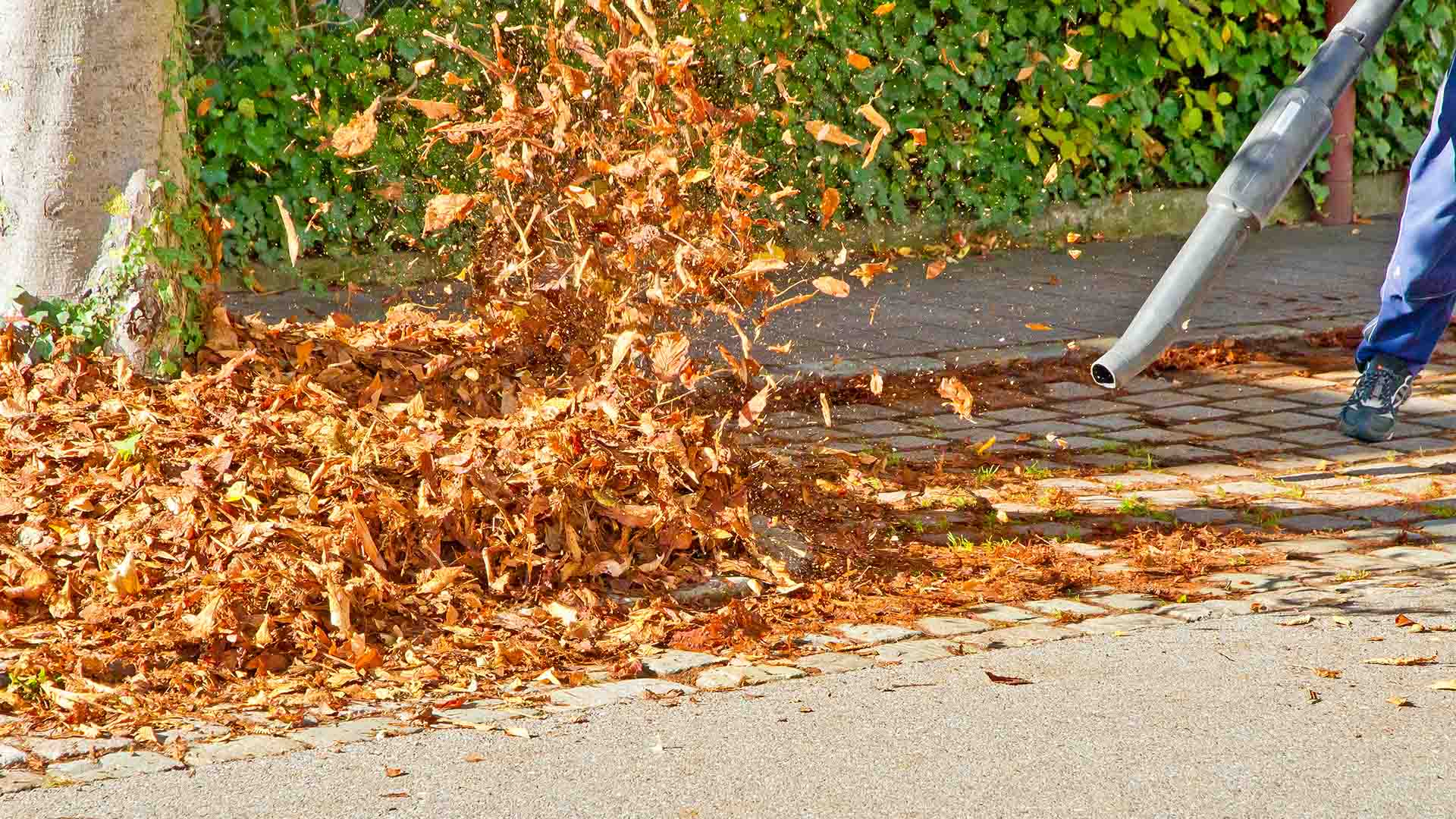 Leaf removal with a leaf blower in Germantown, TN.