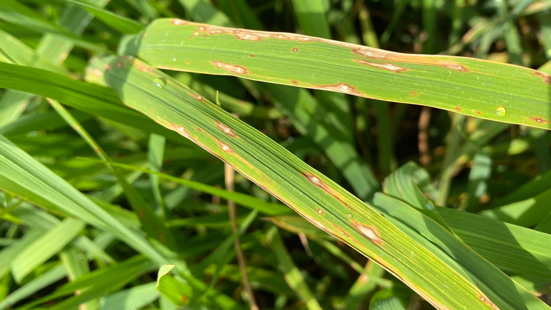 How Do You Treat Leaf Spot Disease on Grass?