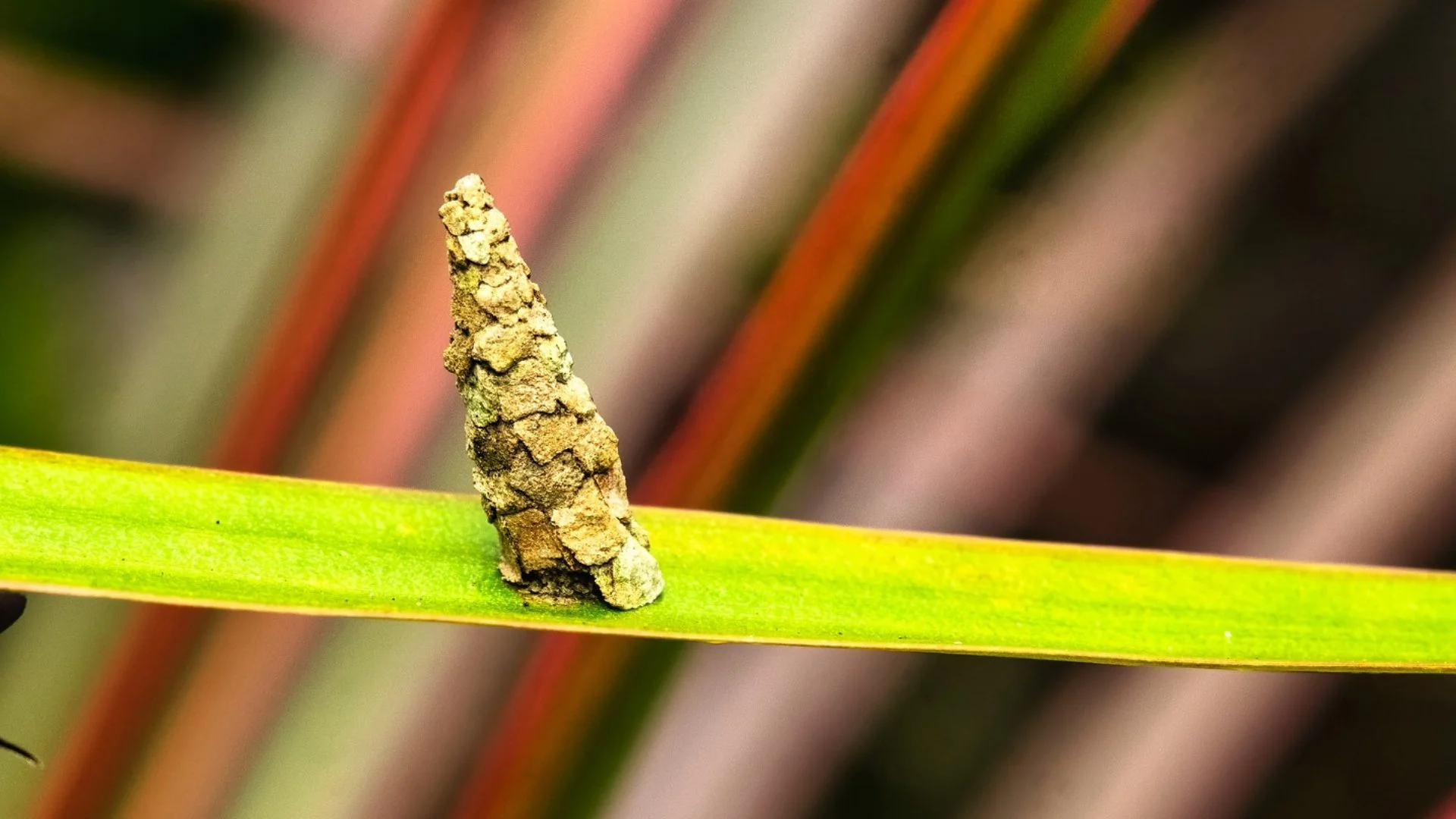 Bagworms: A Tree & Shrub Pest to Keep an Eye Out For!